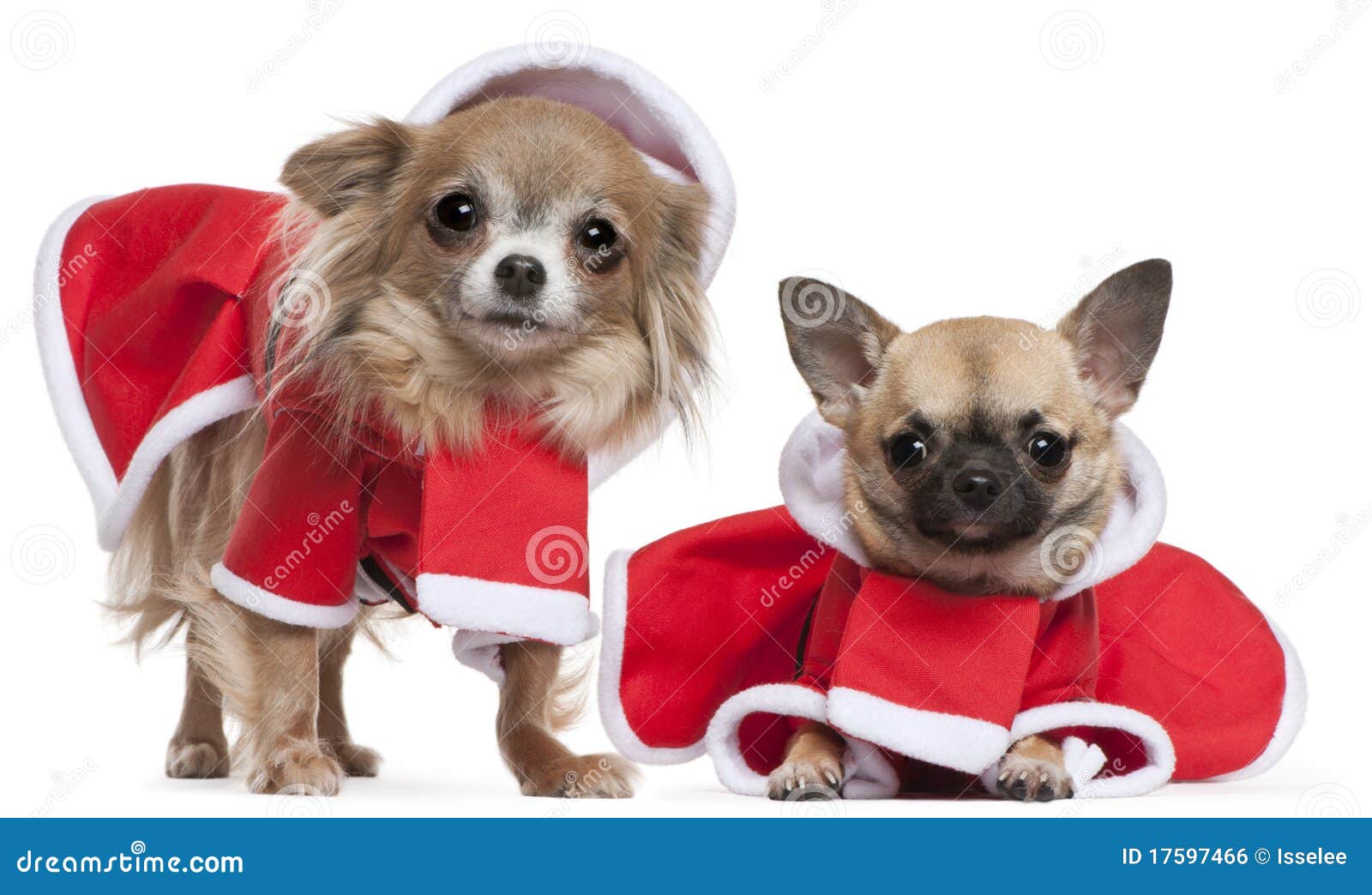 Chihuahuas Dressed In Santa Outfits Stock Photo Image of copy, brown
