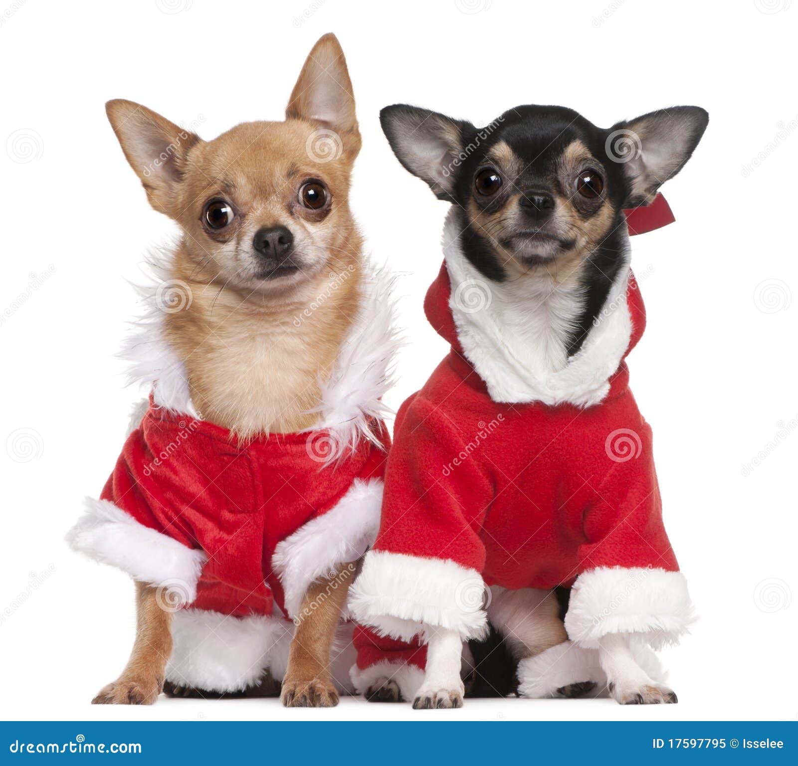 chihuahuas dressed in santa outfits