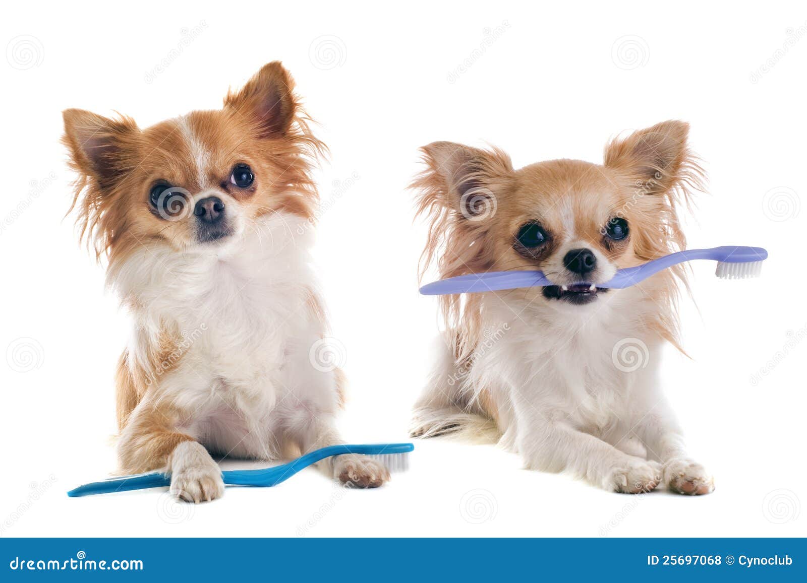 Chihuahuas and toothbrush stock photo. Image of clean 25697068