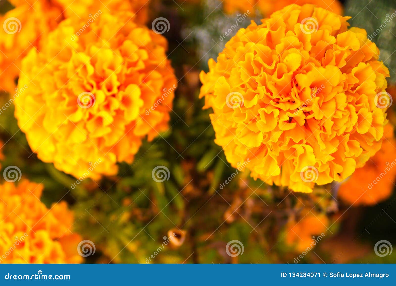Chiinese Carnation in Yellow Nature Stock Image - Image of flora ...