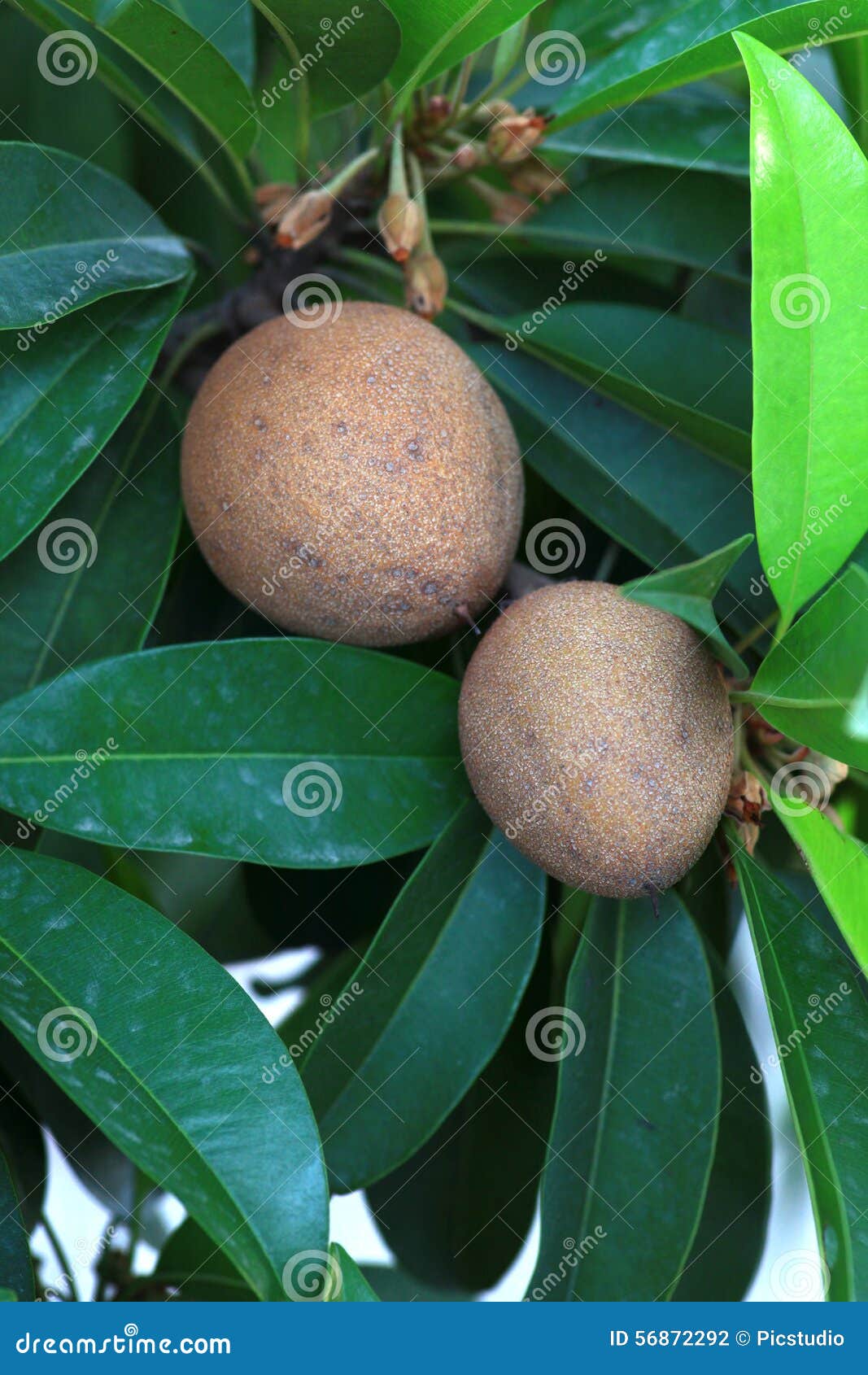 chikoo leaves information chikoo leaves information