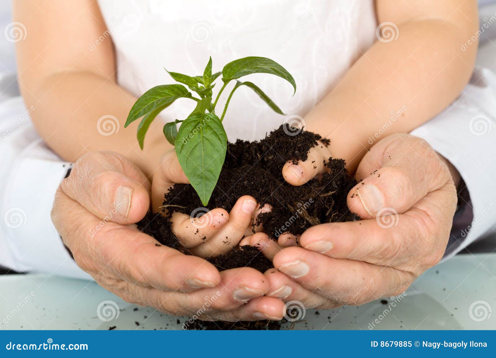 child and adult hands holding new plant