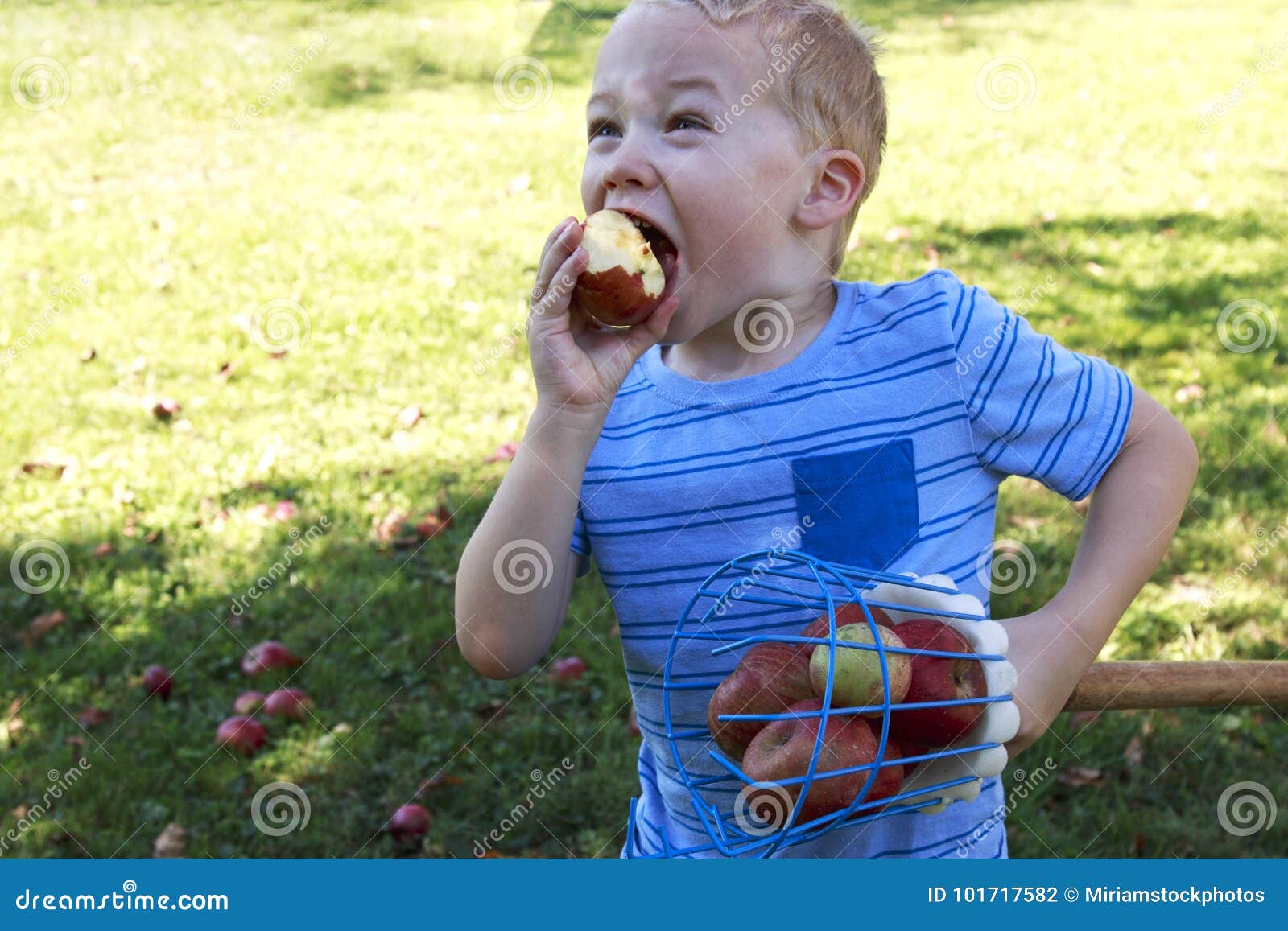 Child Biting an Apple and Having Fun Apple Picking Stock Photo Image