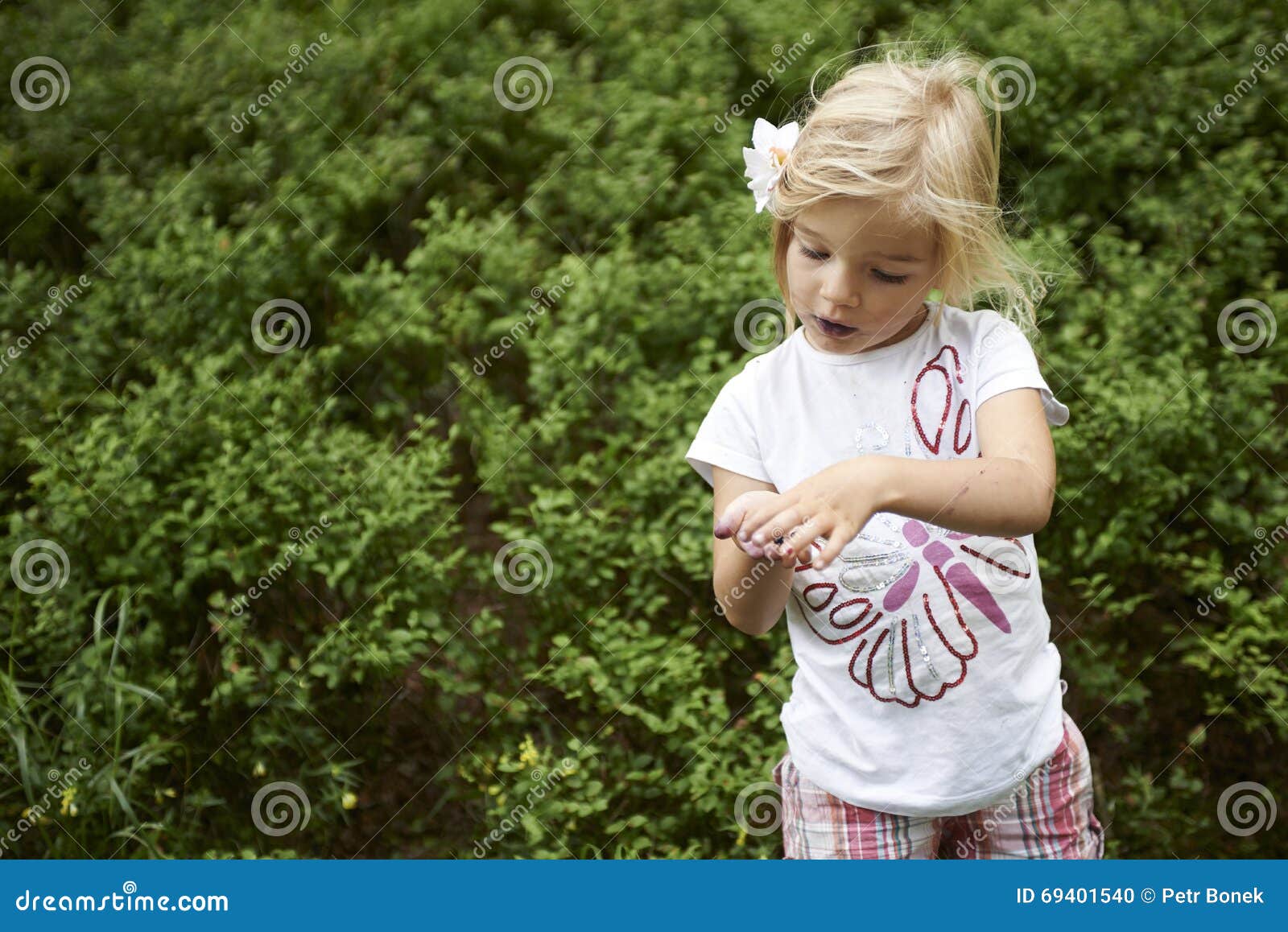 Child Blond Little Girl Picking Fresh Berries on Blueberry Field in ...