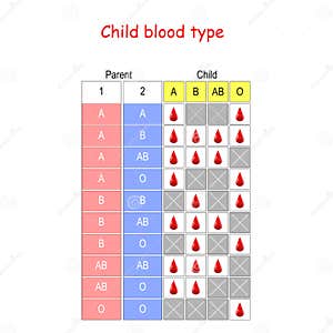  Parent Child Blood Type Chart 240809 Parent Child Blood Type Chart Pngfreegejpv584