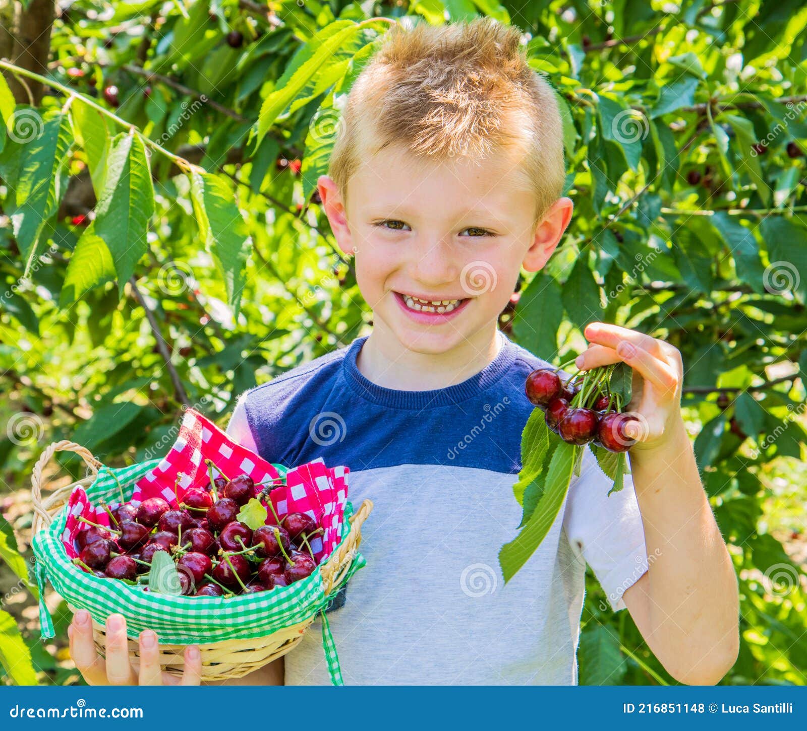Child Boy Harvesting Sweet Cherries from the Tree Stock Photo Image