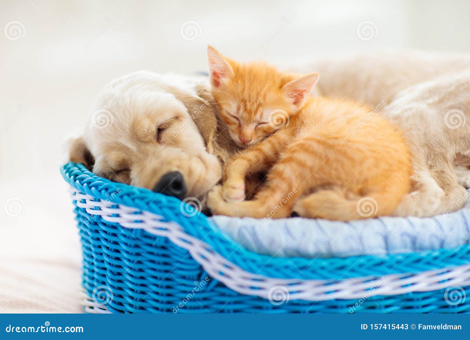 child, dog and cat. kids play with puppy, kitten