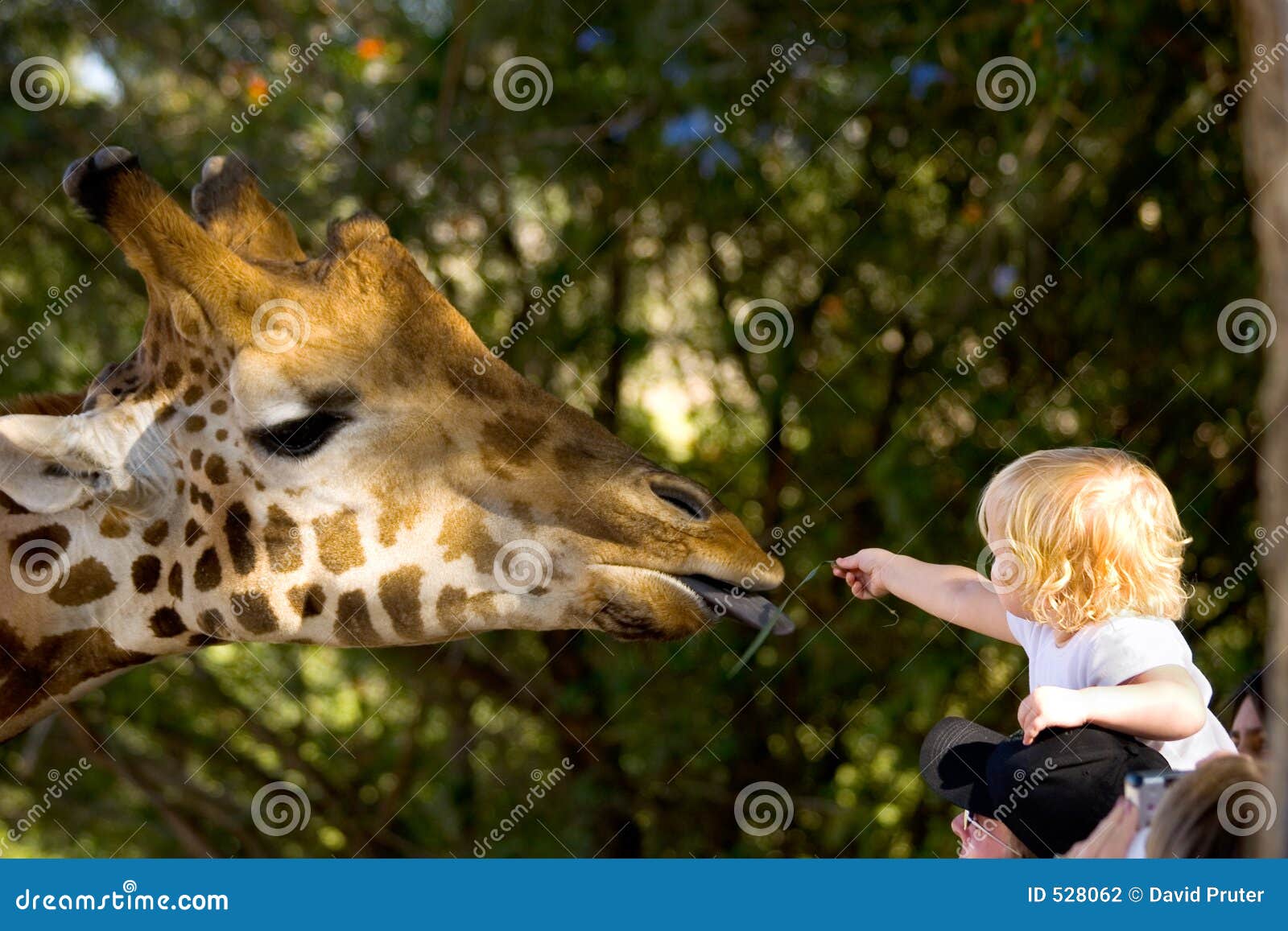child feeding a giraffe