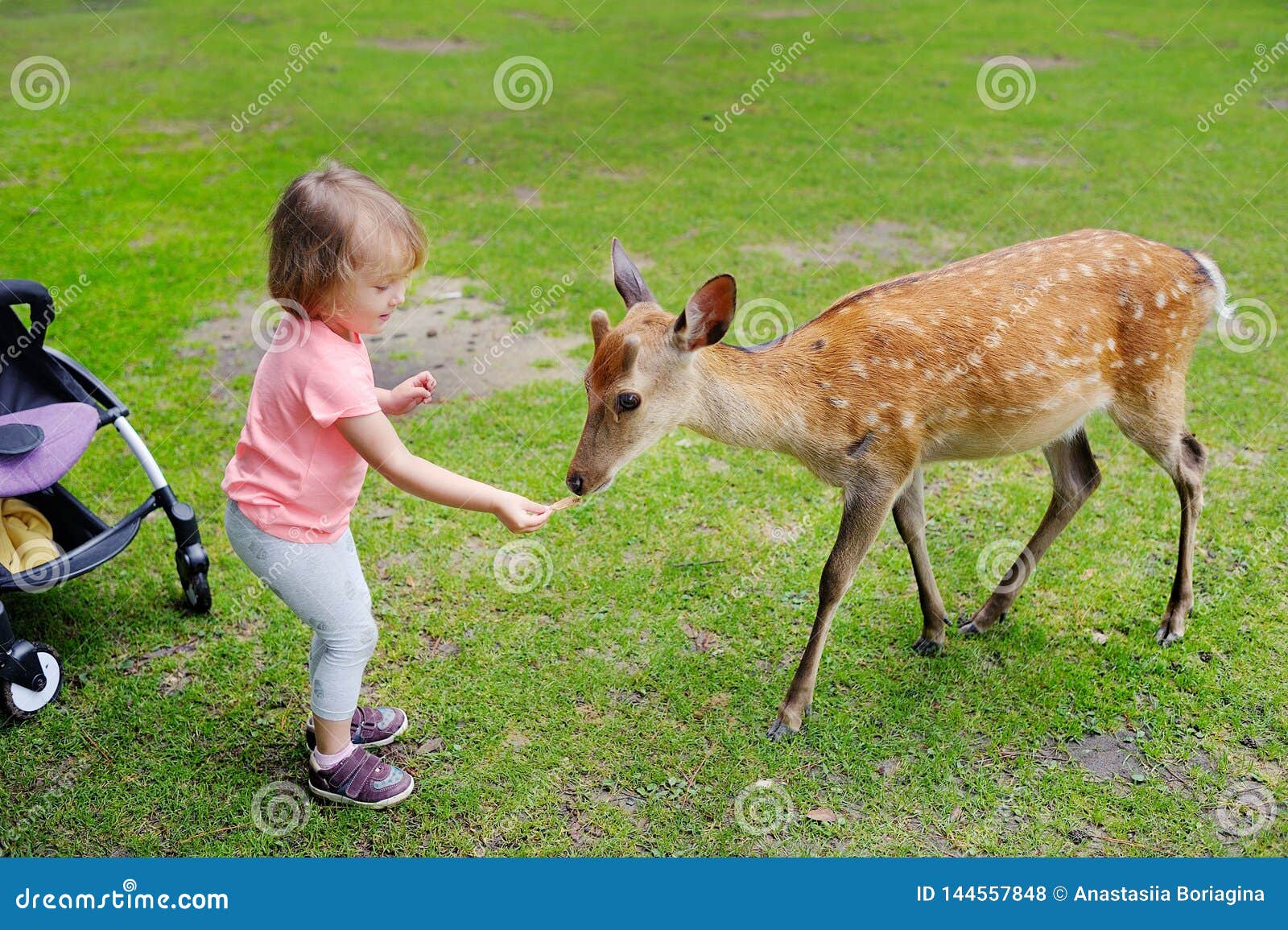 Child Feeding Wild Deer at Petting Zoo. Kids Feed Animals at Outdoor Safari  Park. Kid and Pet Animal. Stock Photo - Image of lifestyle, herd: 144557848