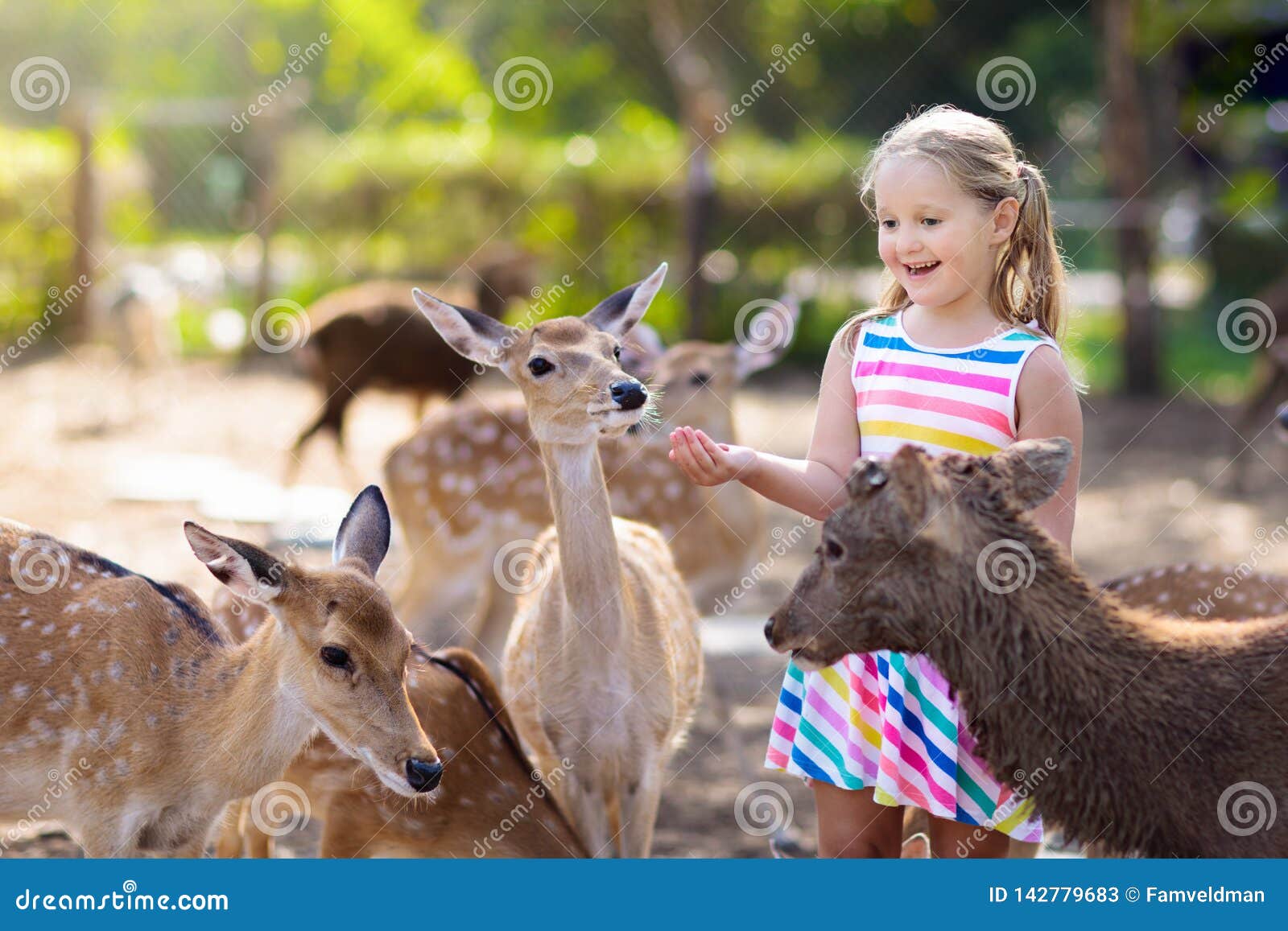 child feeding wild deer at zoo. kids feed animals