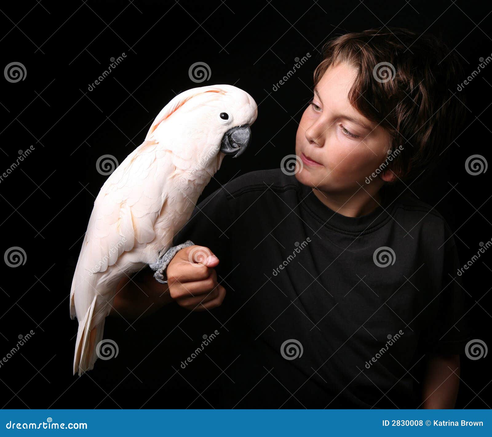 Child Holding Playful Bird stock photo. Image of crest 2830008