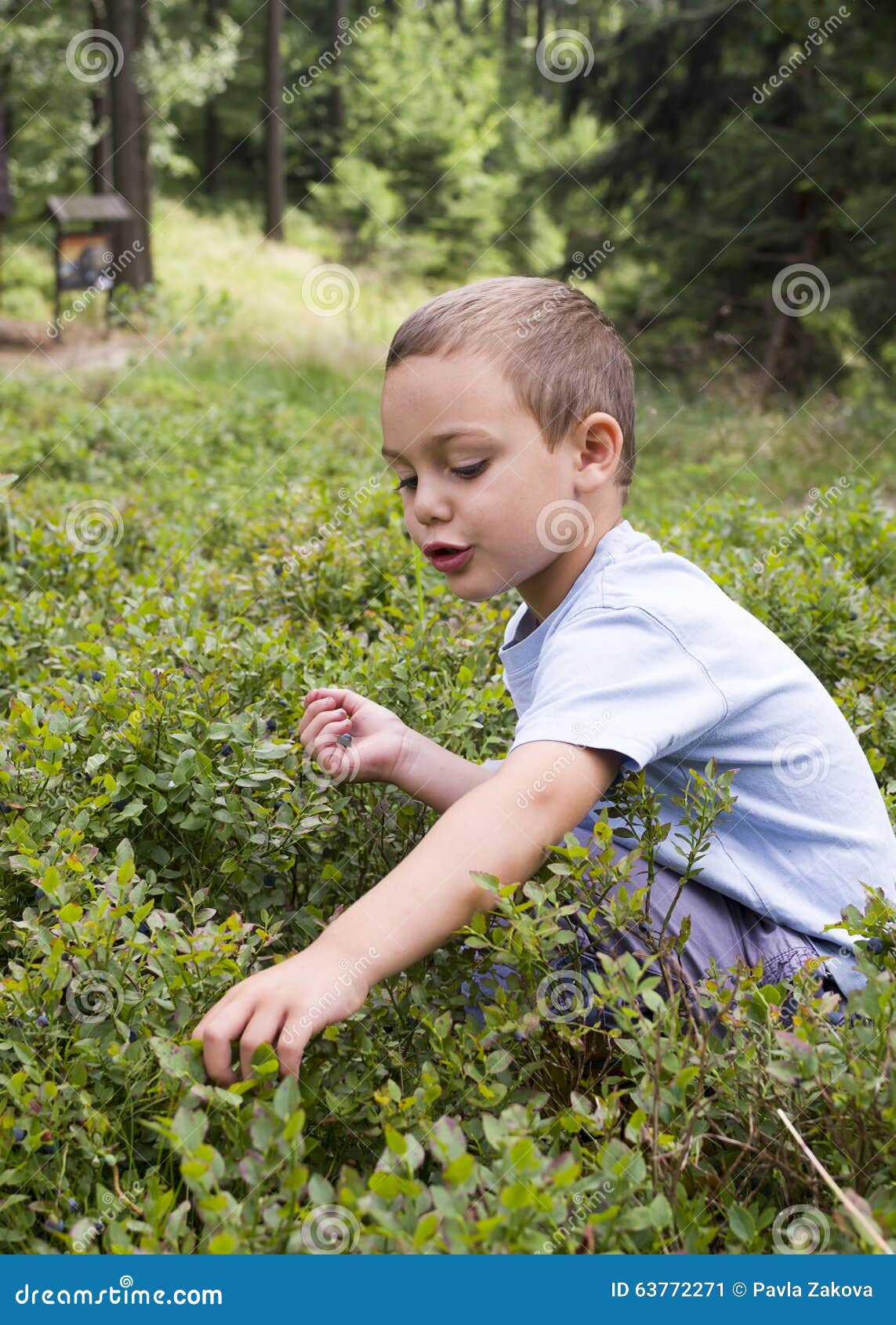 Child picking blueberries stock image. Image of sitting 63772271