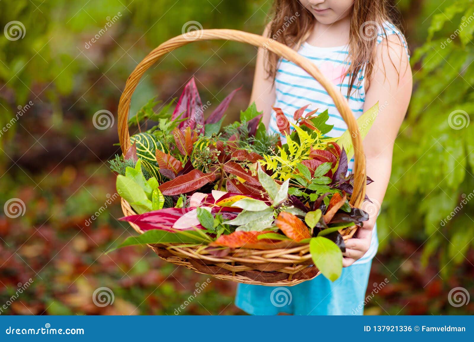 Download Child Picking Colorful Autumn Leaves In Basket Stock Photo ...