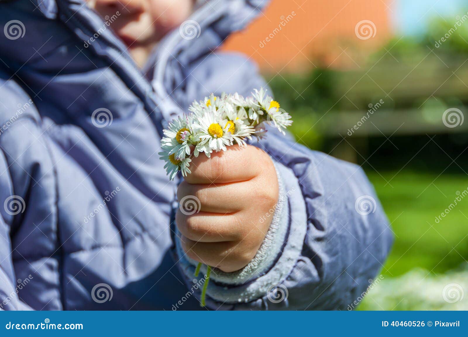 Child Picking Daisies stock photo. Image of nature, bloom 40460526