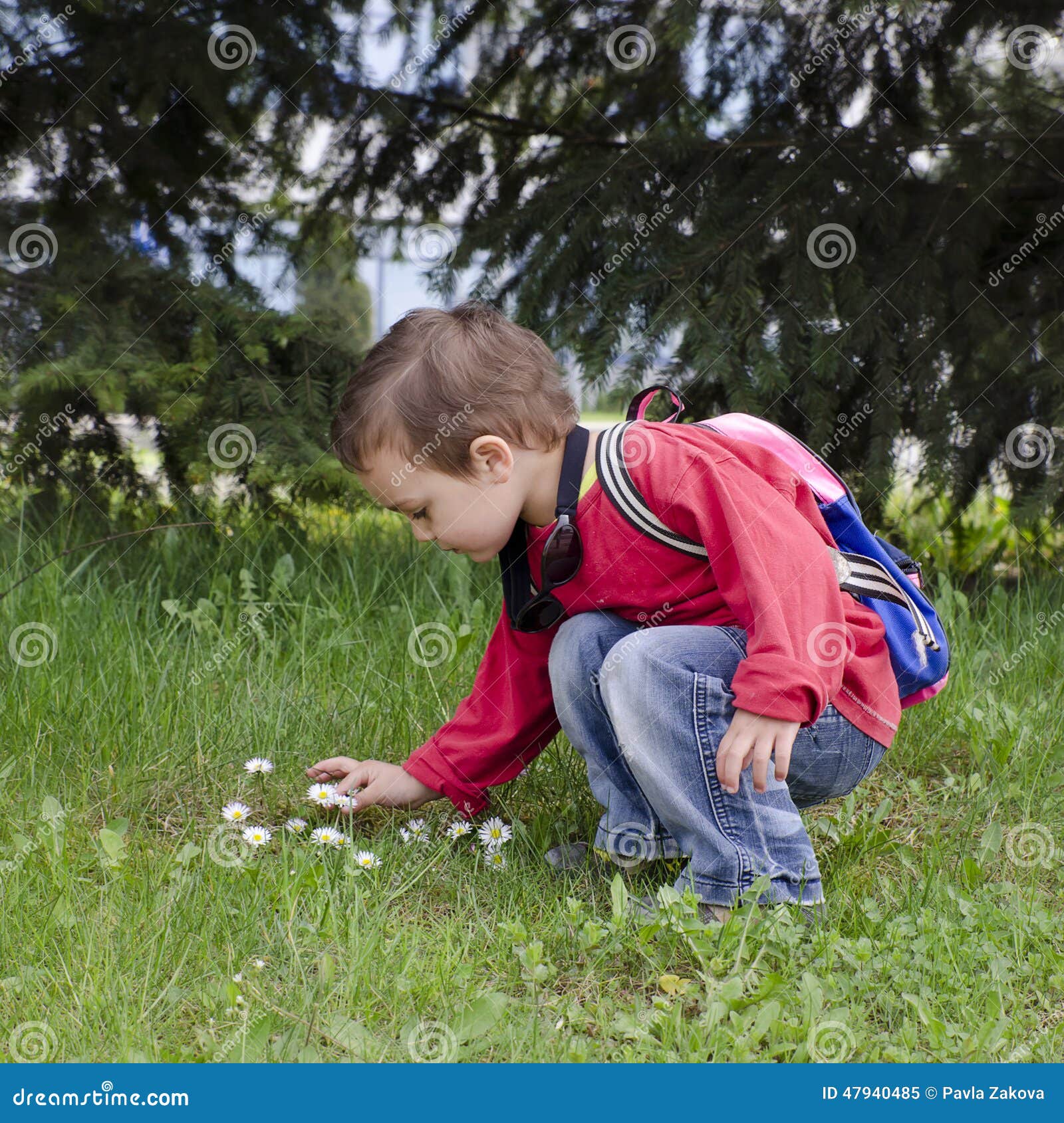 Child Picking Daisy Flowers Stock Photo Image 47940485