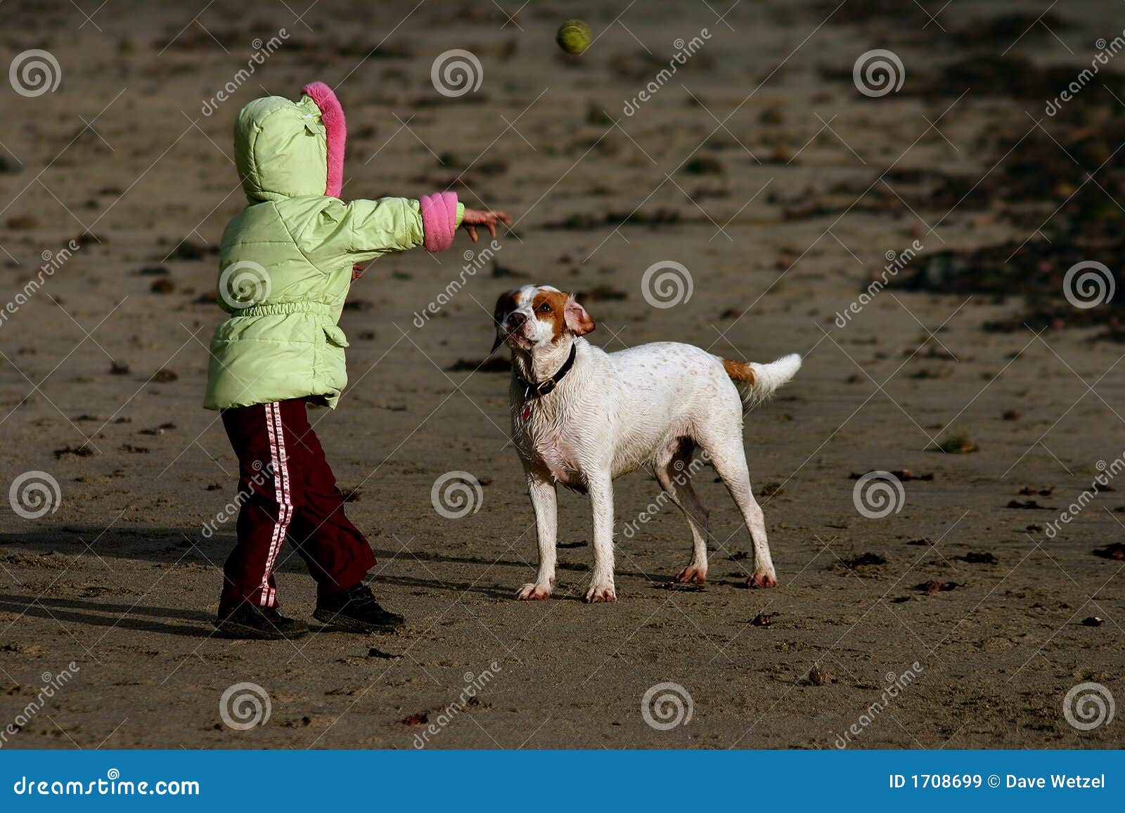 download fetch dog download fetch dog