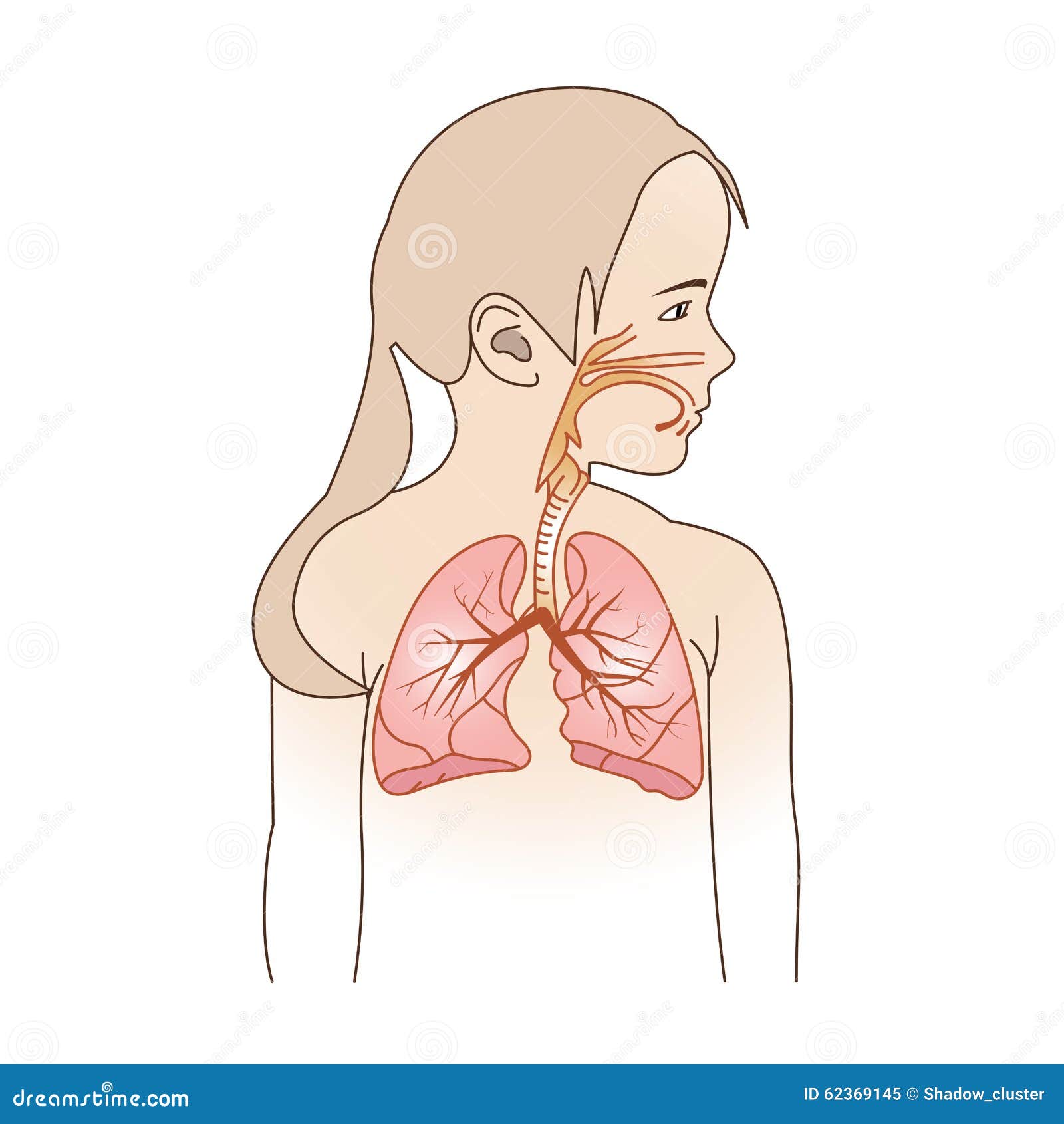 child respiratory scheme