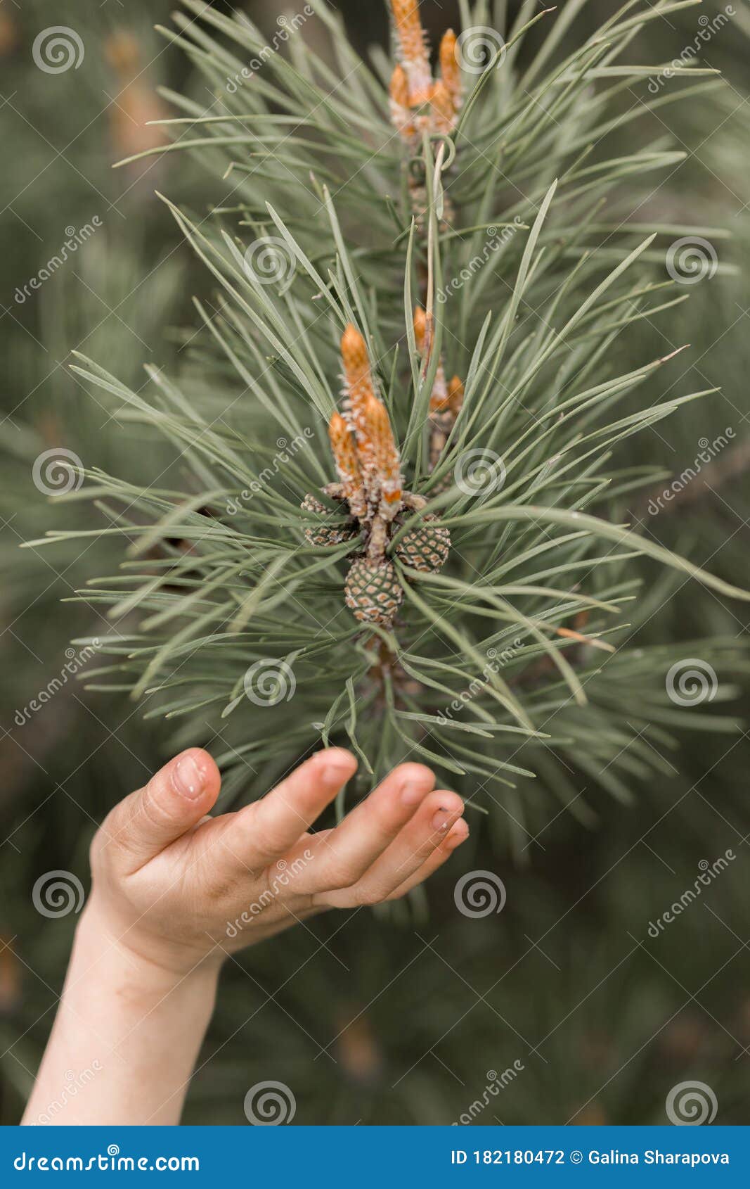 Child`s Hand Touching Small Cones Looks Like Flowers On ...