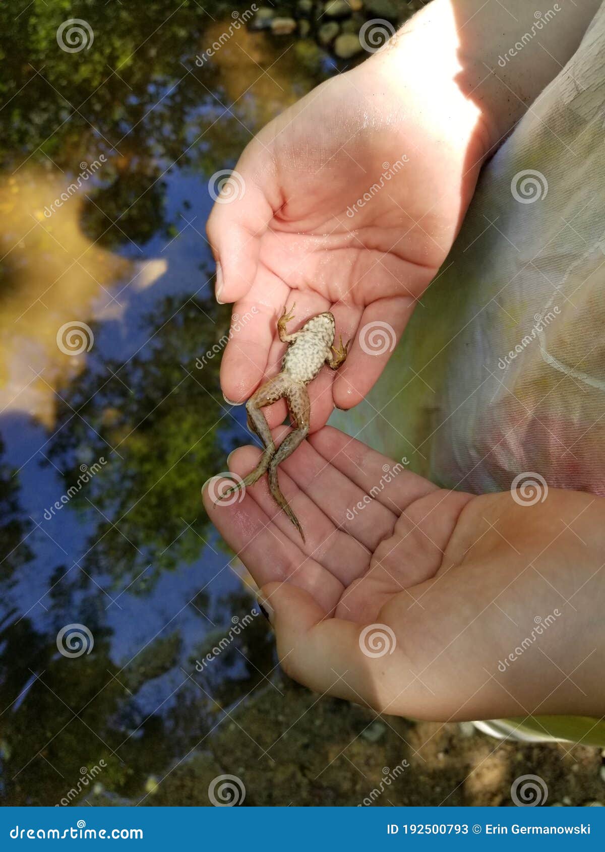 Child`s Hands Holding Hypnotized Frog Stock Image - Image of young