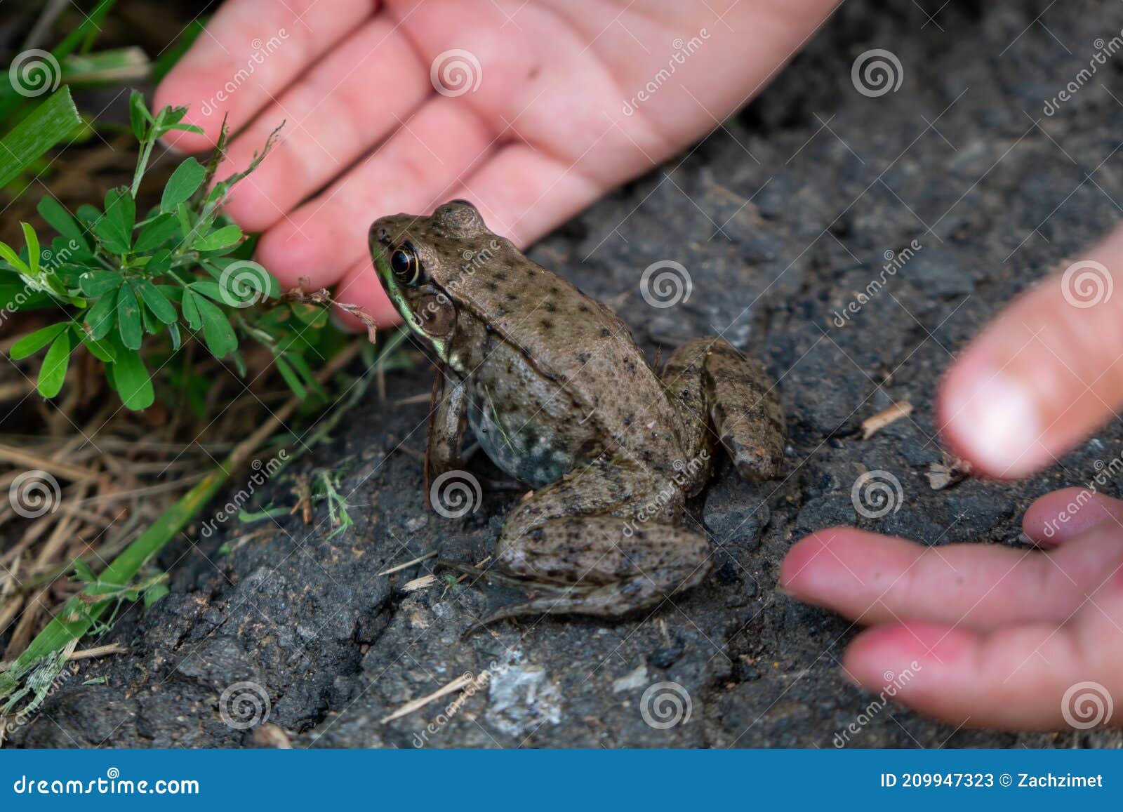 Child`s Hands Trying To Catch a Frog Stock Image - Image of summer, nature:  209947323