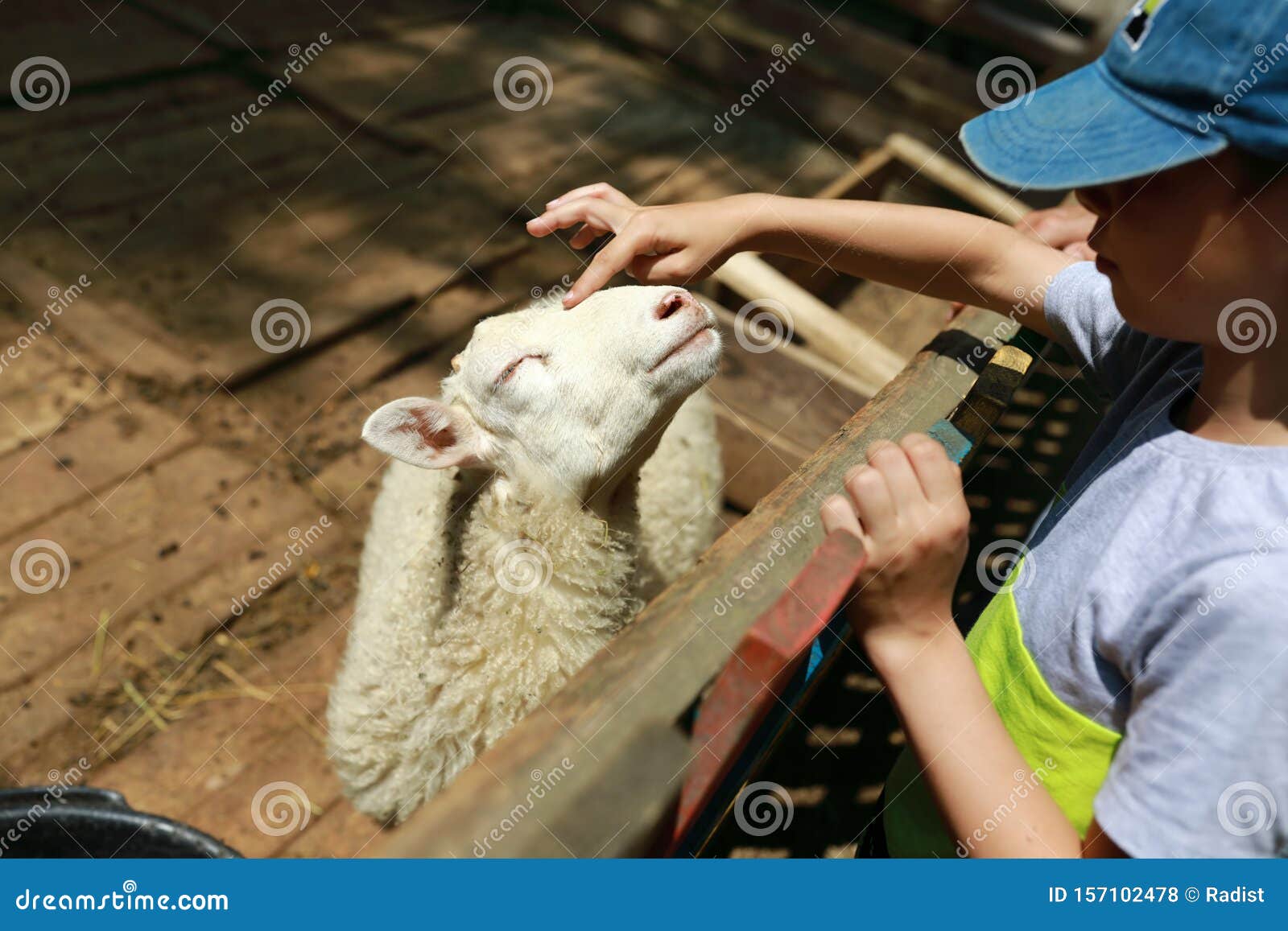 Child touching lamb stock photo. Image of petting, farmer 157102478