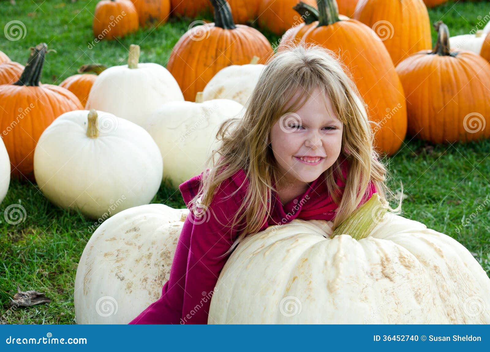 Child Tries To Pick Up Giant Pumpkin Stock Photo - Image of gourd ...