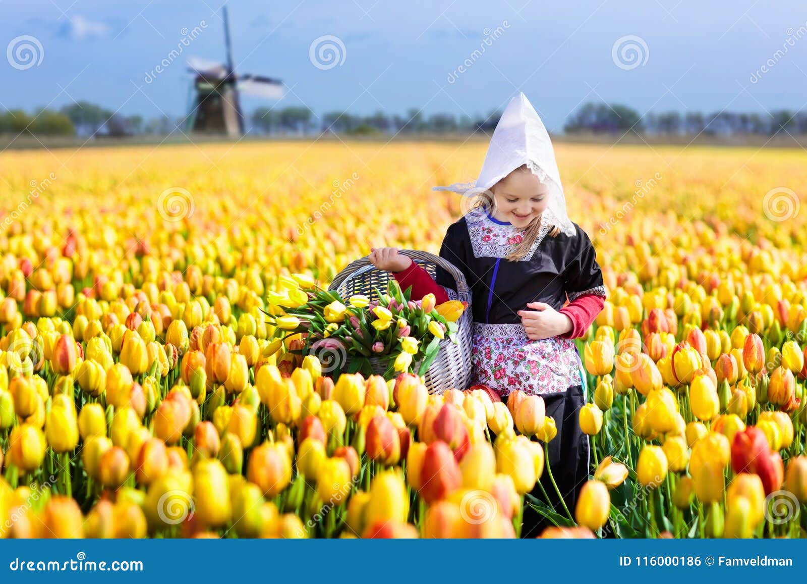 child in tulip flower field. windmill in holland.