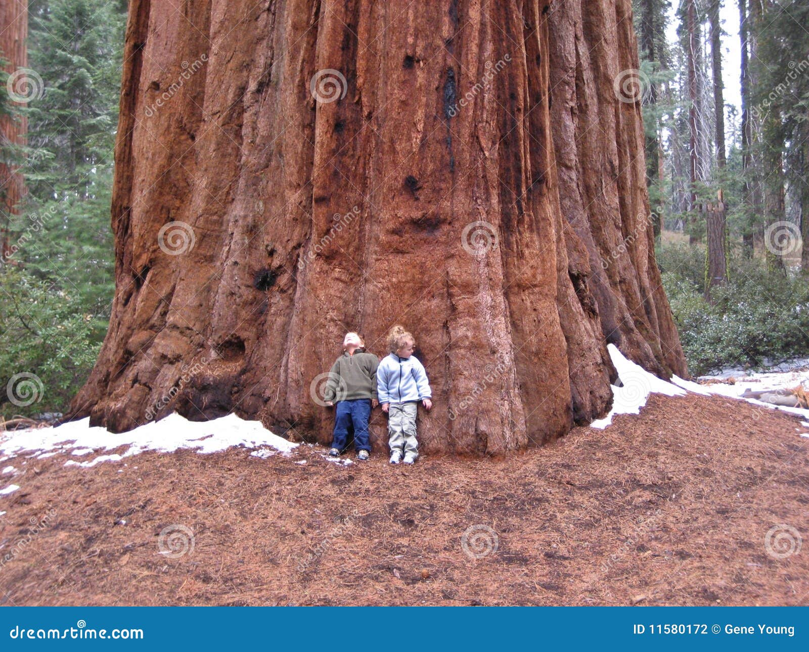 children against sequoia tree