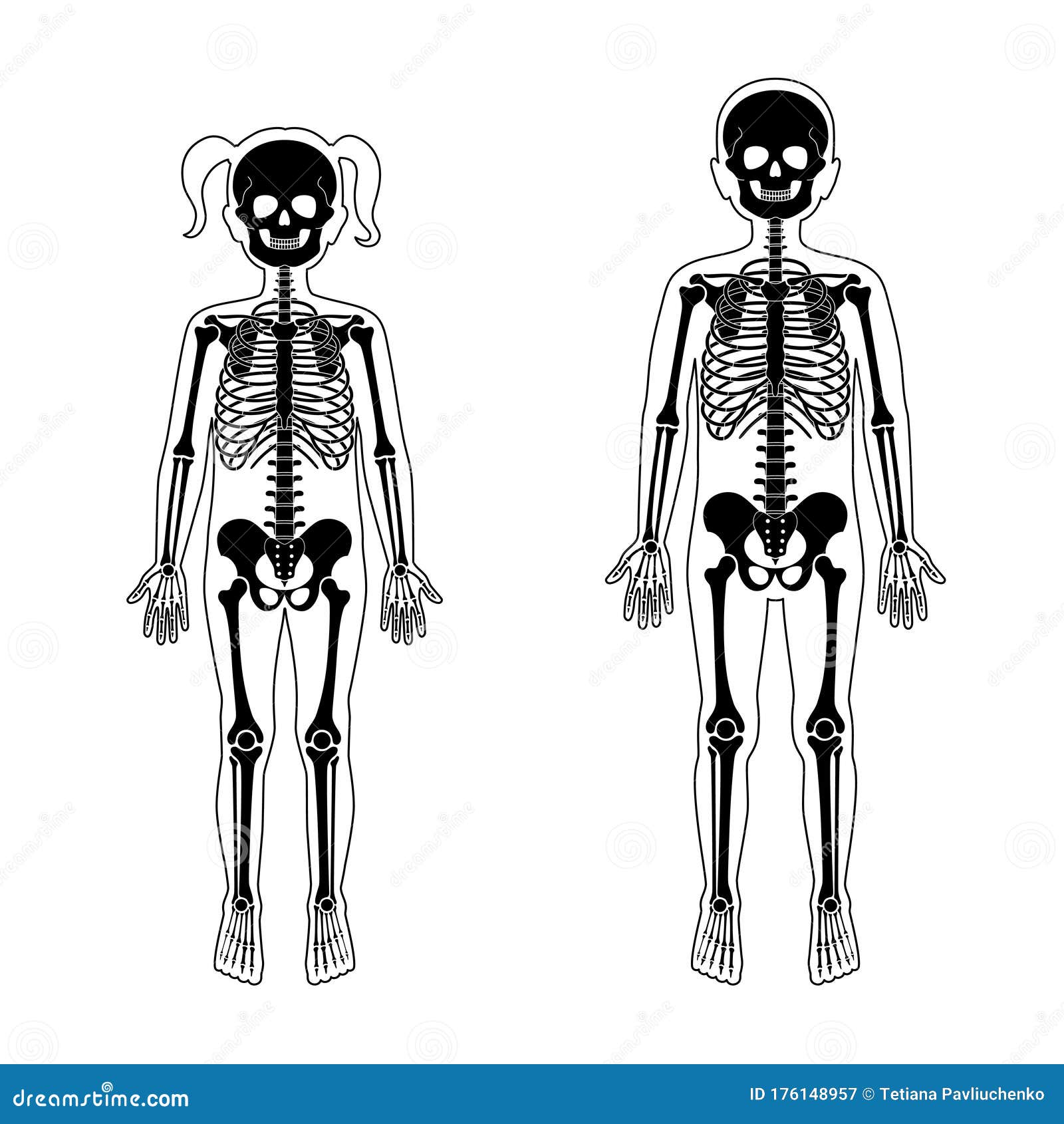 Anatomy Of Children Muscular System, Exercise And Cartoon Vector