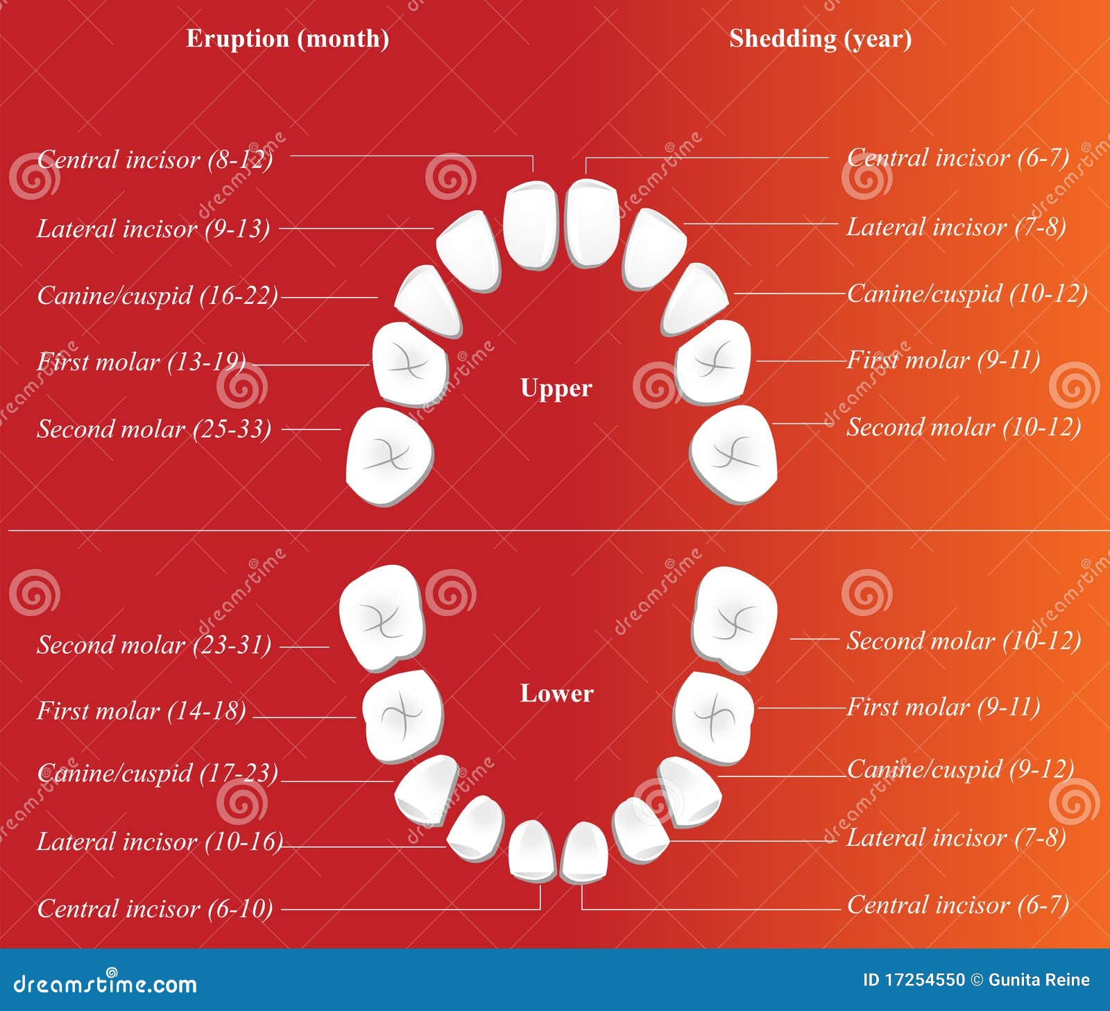 Pediatric Dental Chart