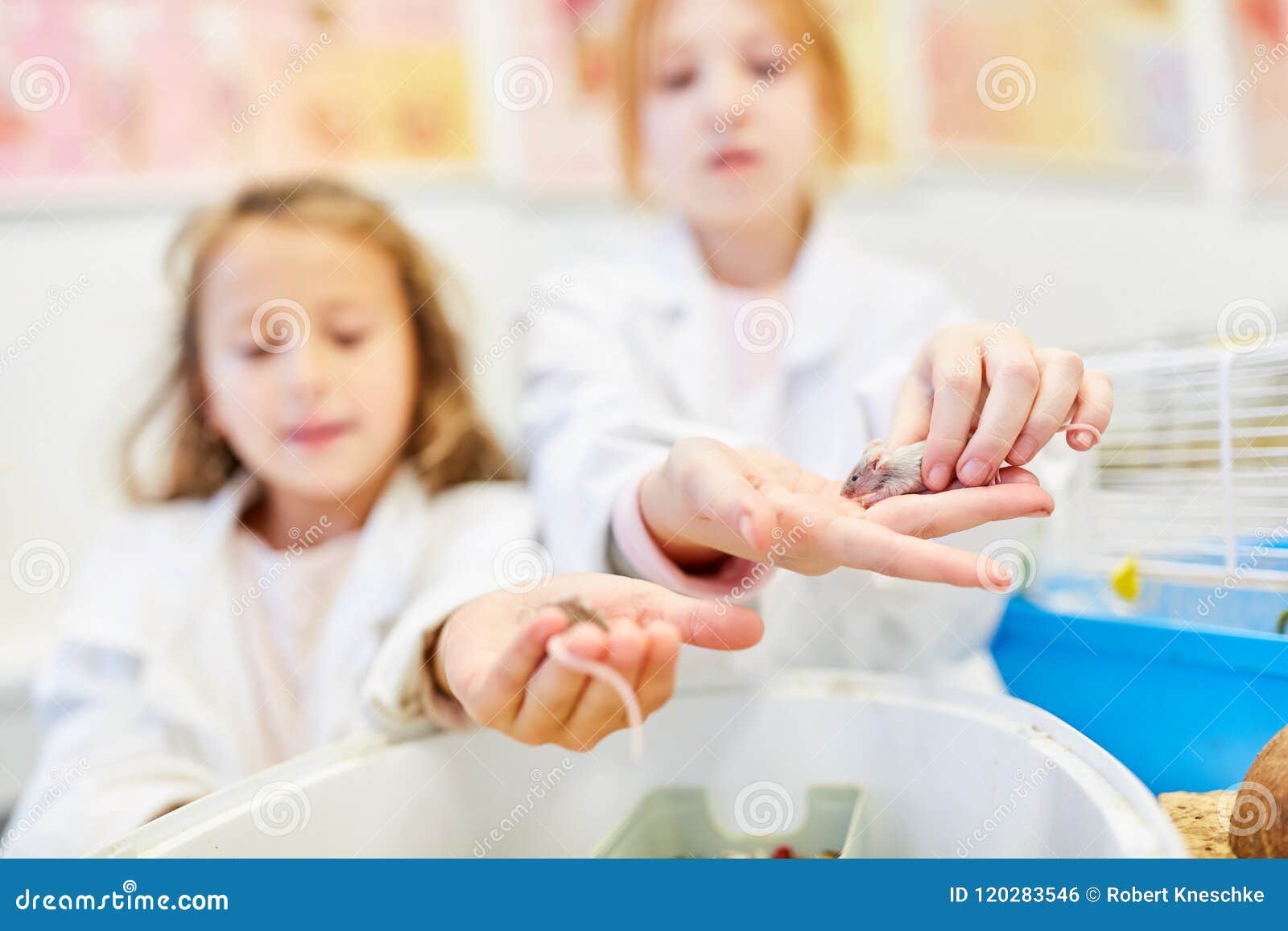 Children Keep Little Mice in the Classroom Stock Photo Image of