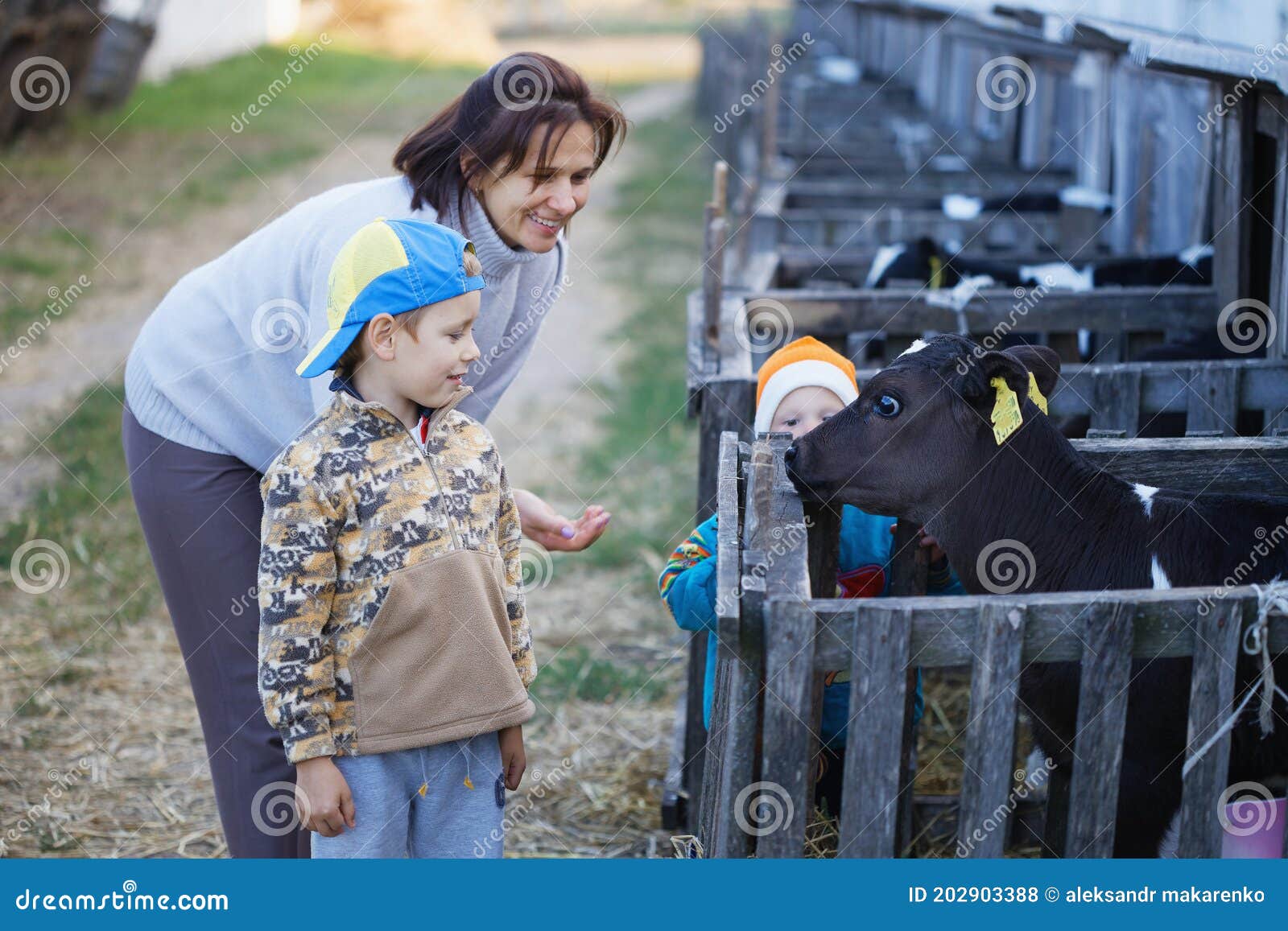 Children Feed Little Calves of Cows on the Farm Stock Photo Image of