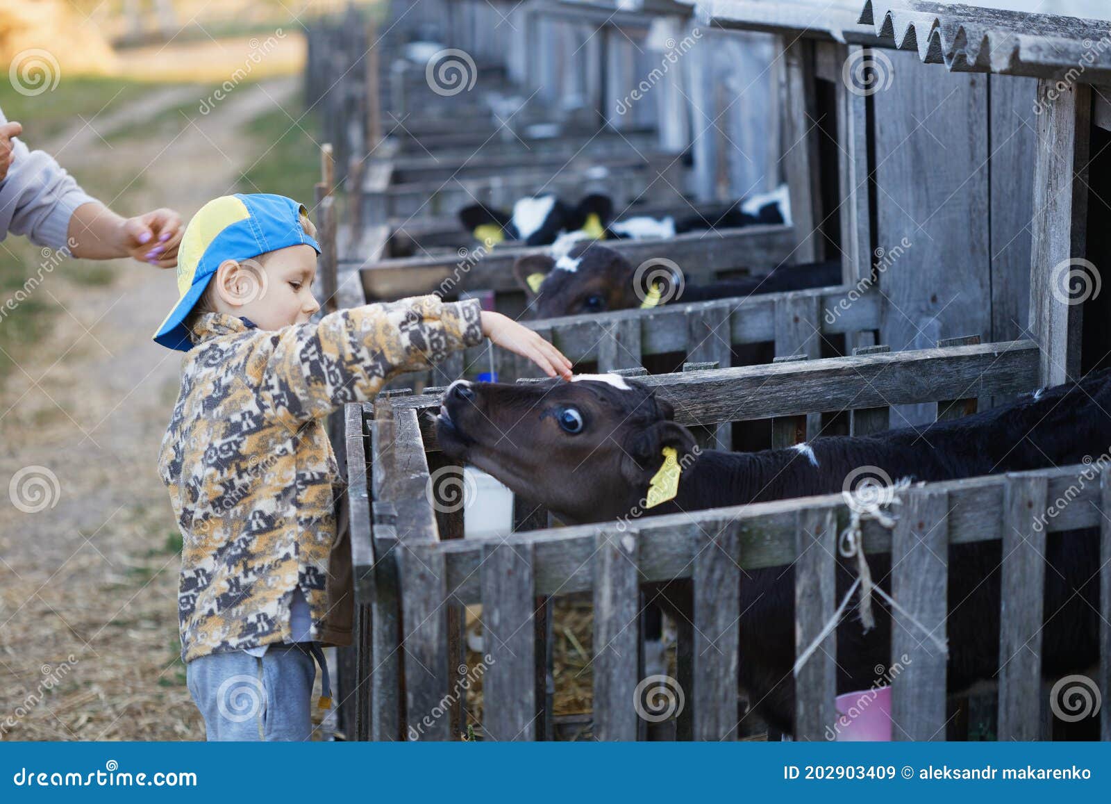 Children Feed Little Calves of Cows on the Farm Stock Image Image of