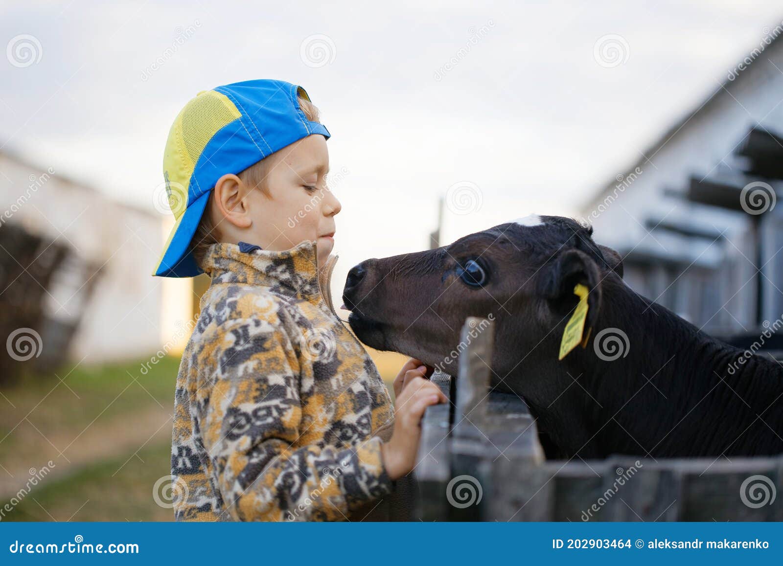 Children Feed Little Calves of Cows on the Farm Stock Photo Image of