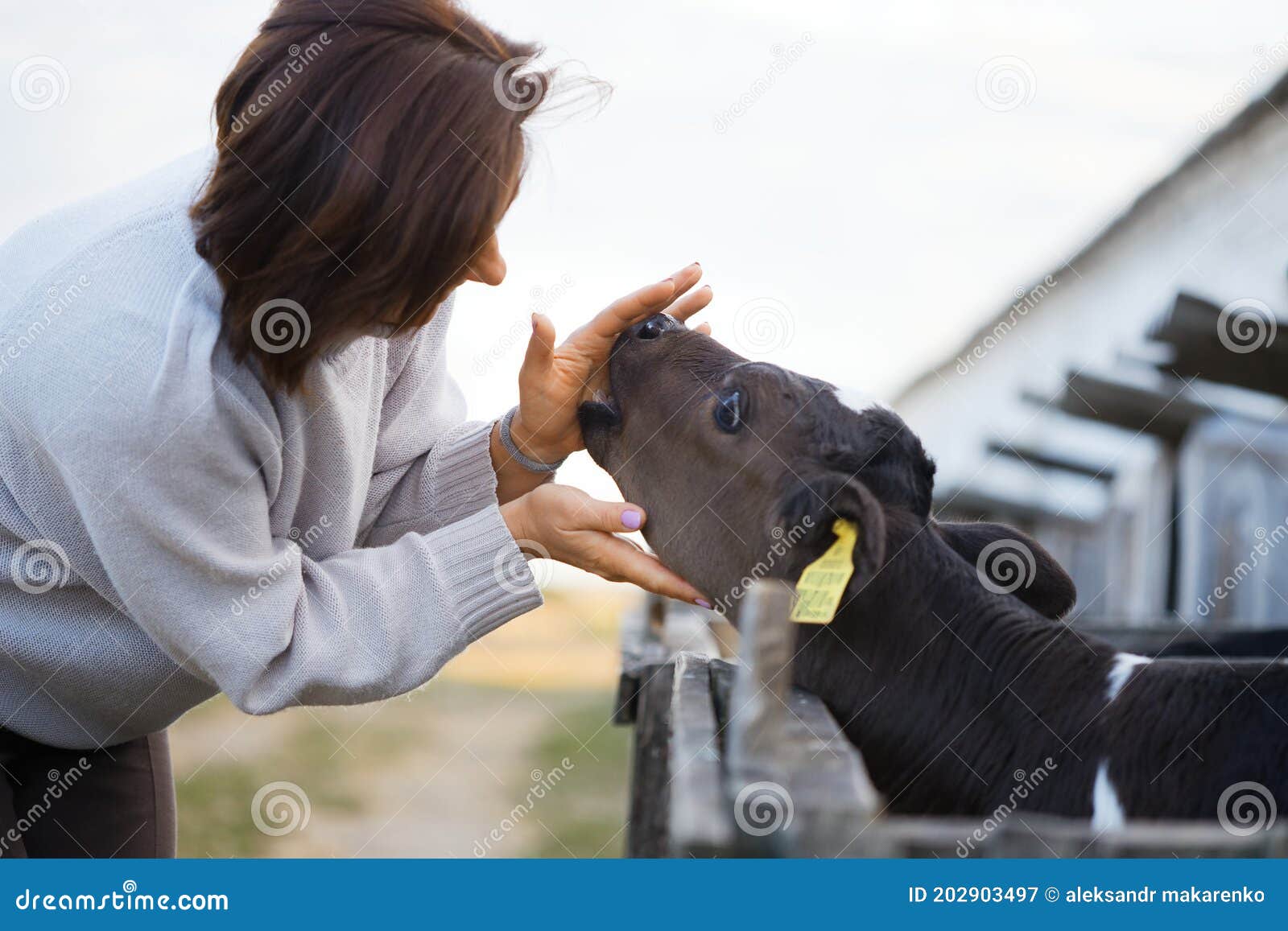 Children Feed Little Calves of Cows on the Farm Stock Image Image of