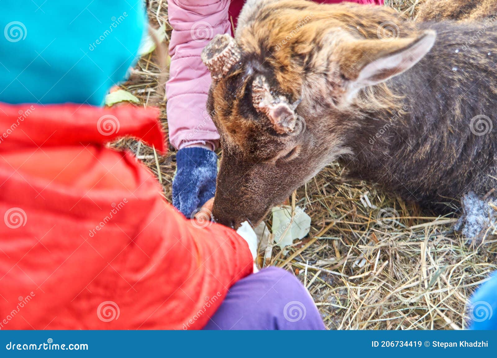 Children Feeding the Deer in Nursery for Various Animals Stock Image