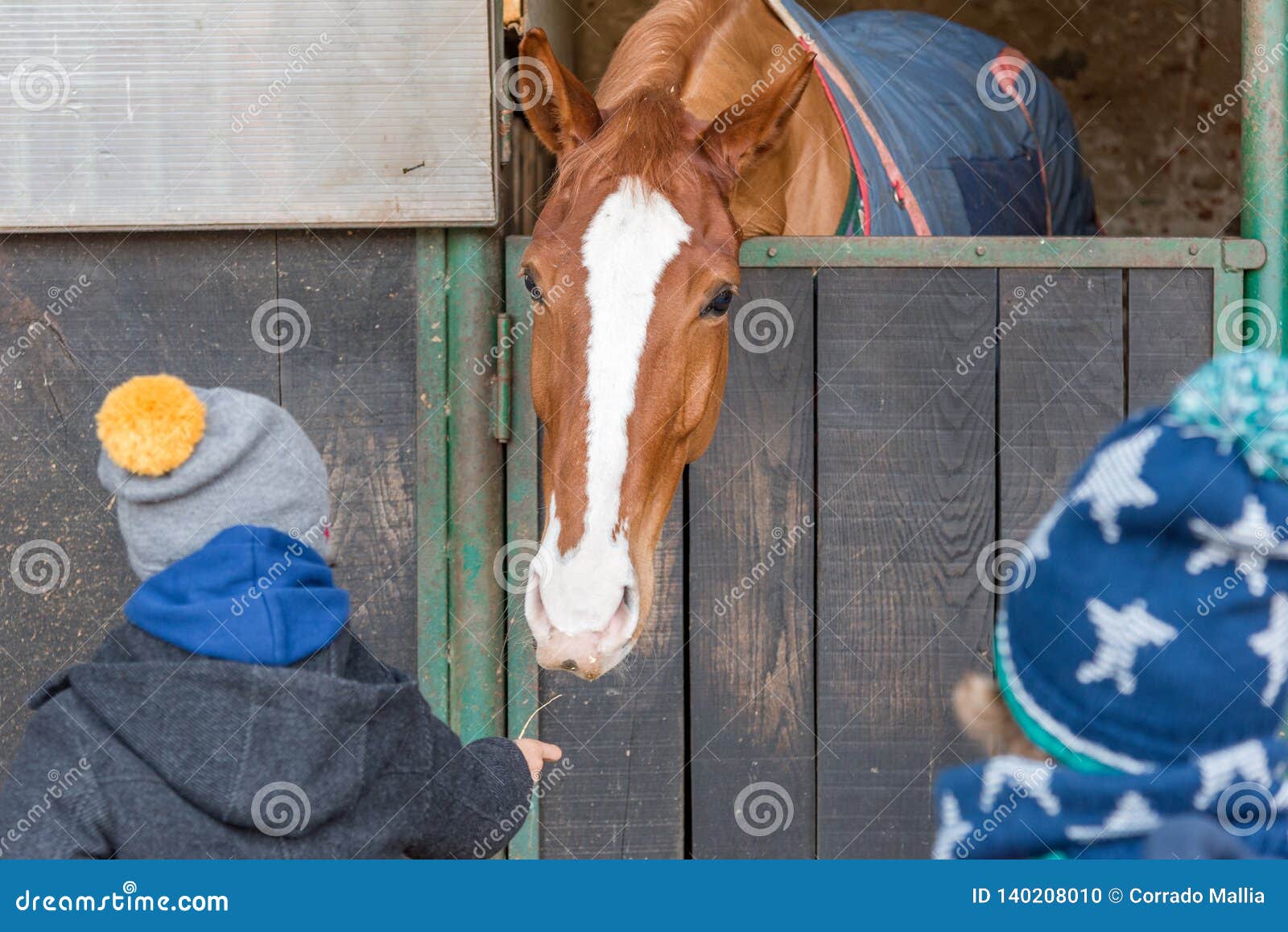 Children Feeding a Horse in a Stable Stock Photo Image of feeding