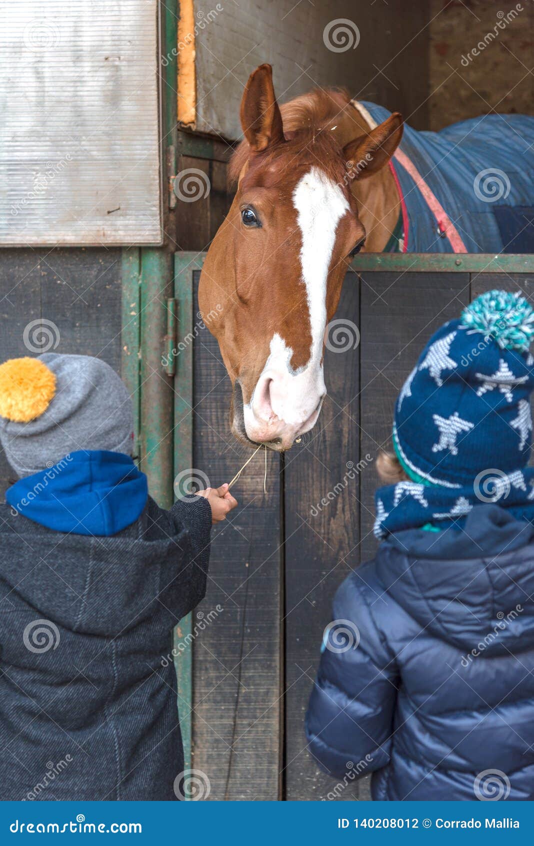 Children Feeding a Horse in a Stable Stock Photo Image of feeds
