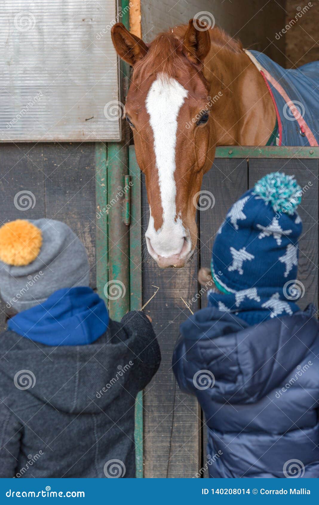 Children Feeding a Horse in a Stable Stock Photo Image of child, farm