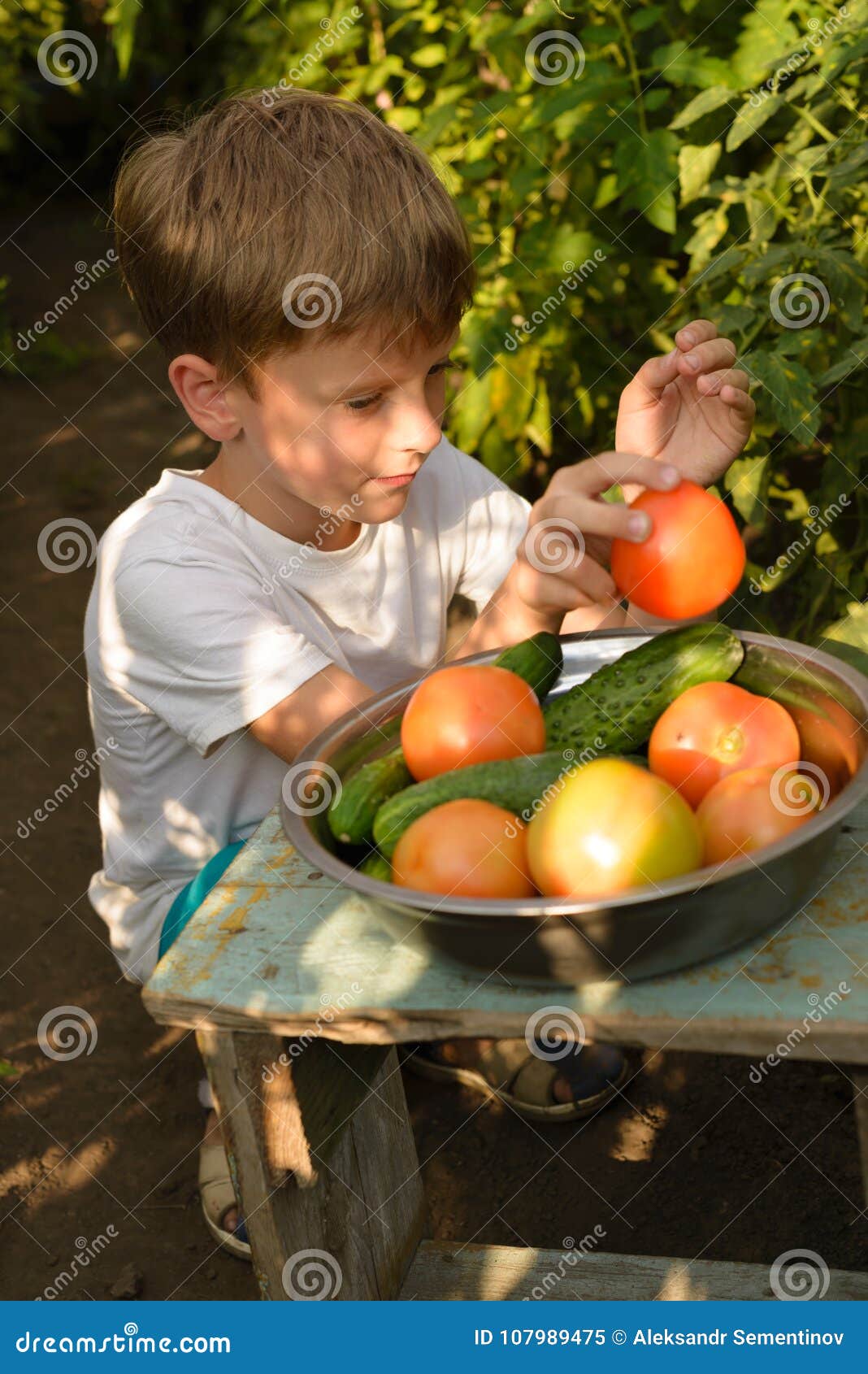 Children gather vegetables harvest. The boy works in a greenhouse with vegetables. Children harvest vegetables in a family garden.A boy in a greenhouse collects a tomato harvest on a bright, sunny day.