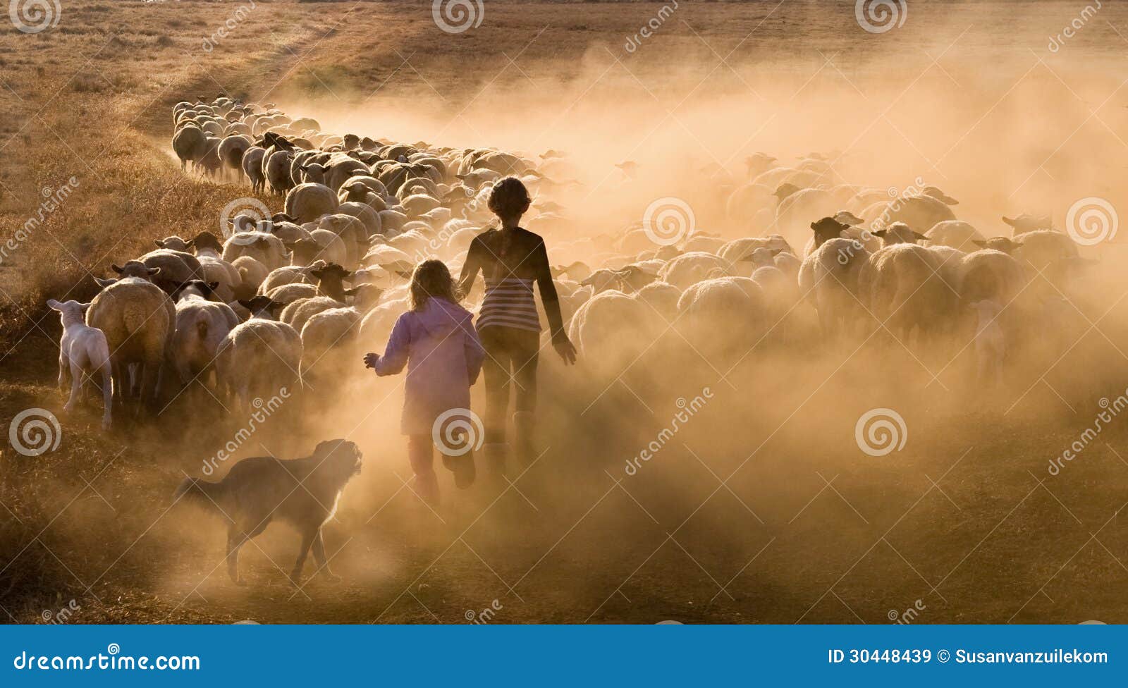 children herding the sheep