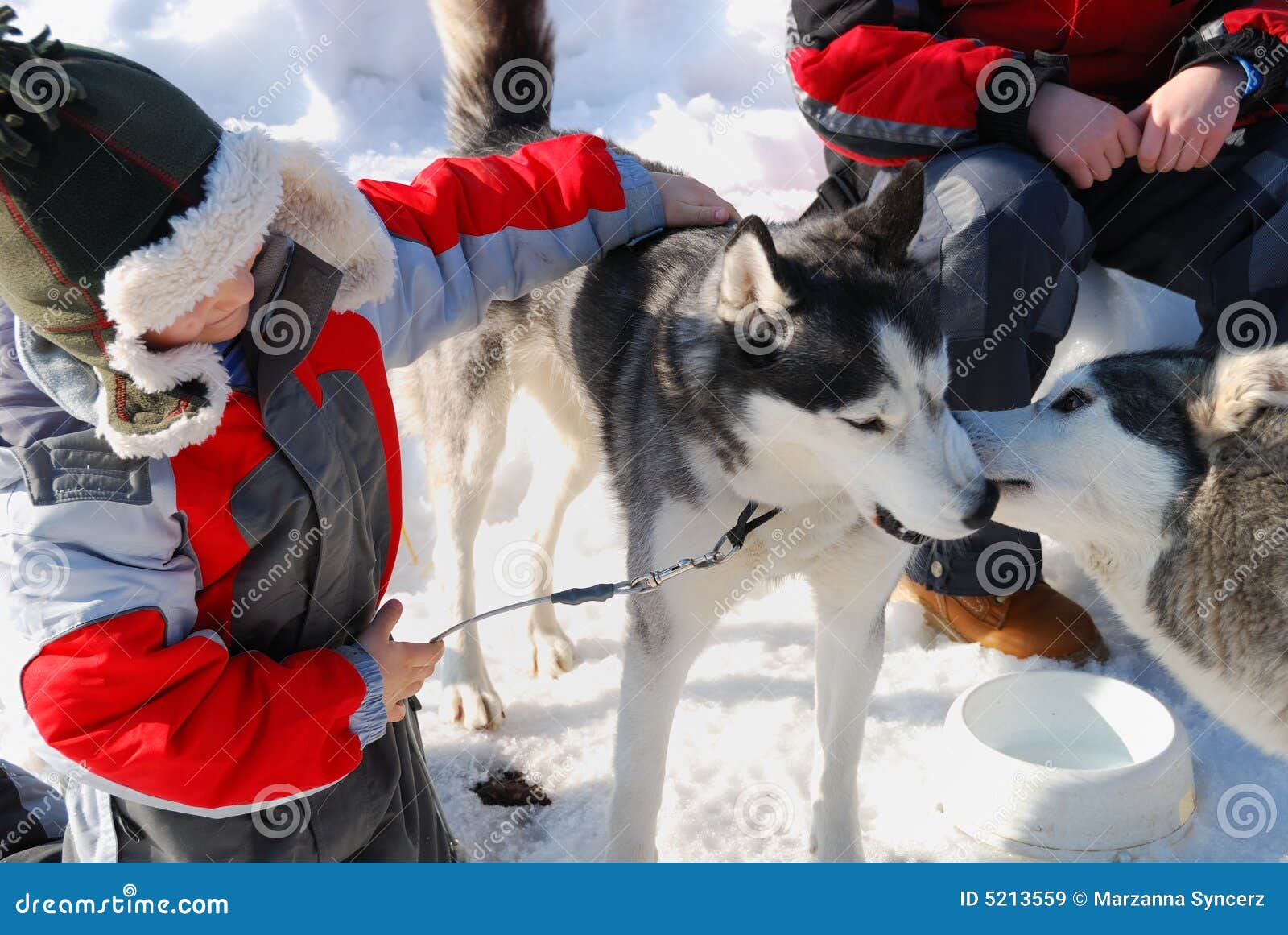 Children with husky dogs stock image. Image of friends 5213559