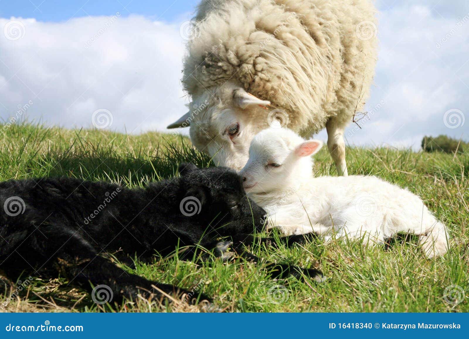 Children and Mother. Lambs. Stock Photo Image of confident, adolescent 16418340
