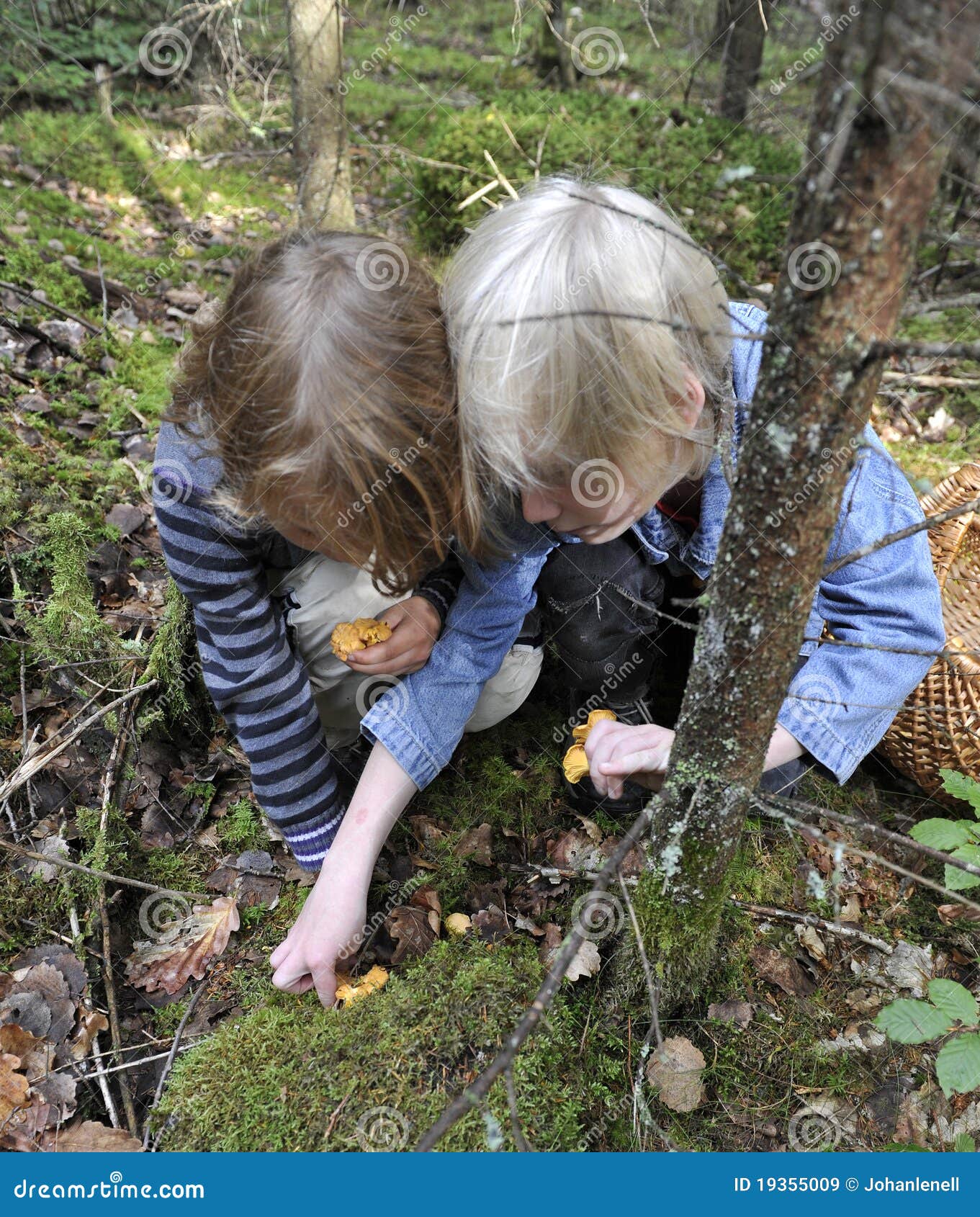 Children Picking Chanterelles Stock Image Image of infant, moss 19355009