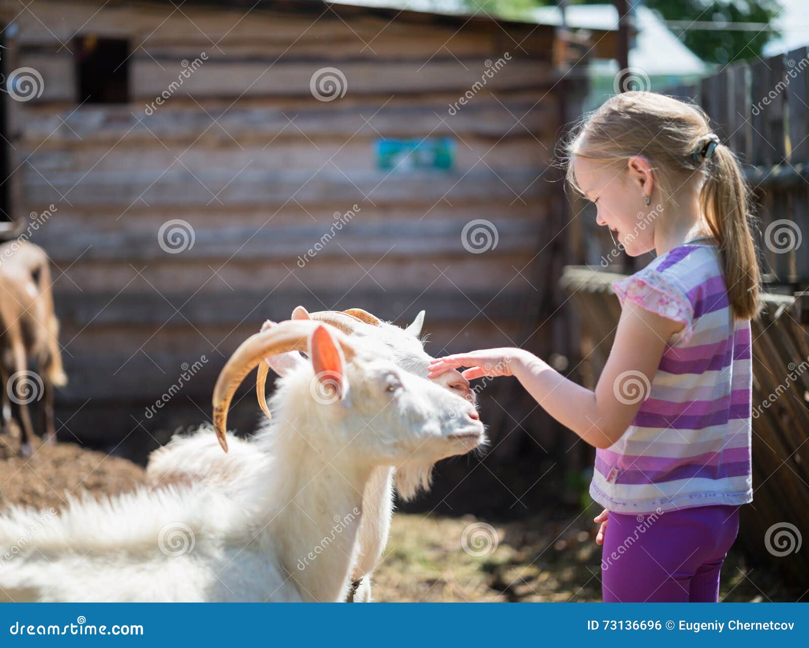 Children Playing with Goat at Farm Stock Photo Image of babe