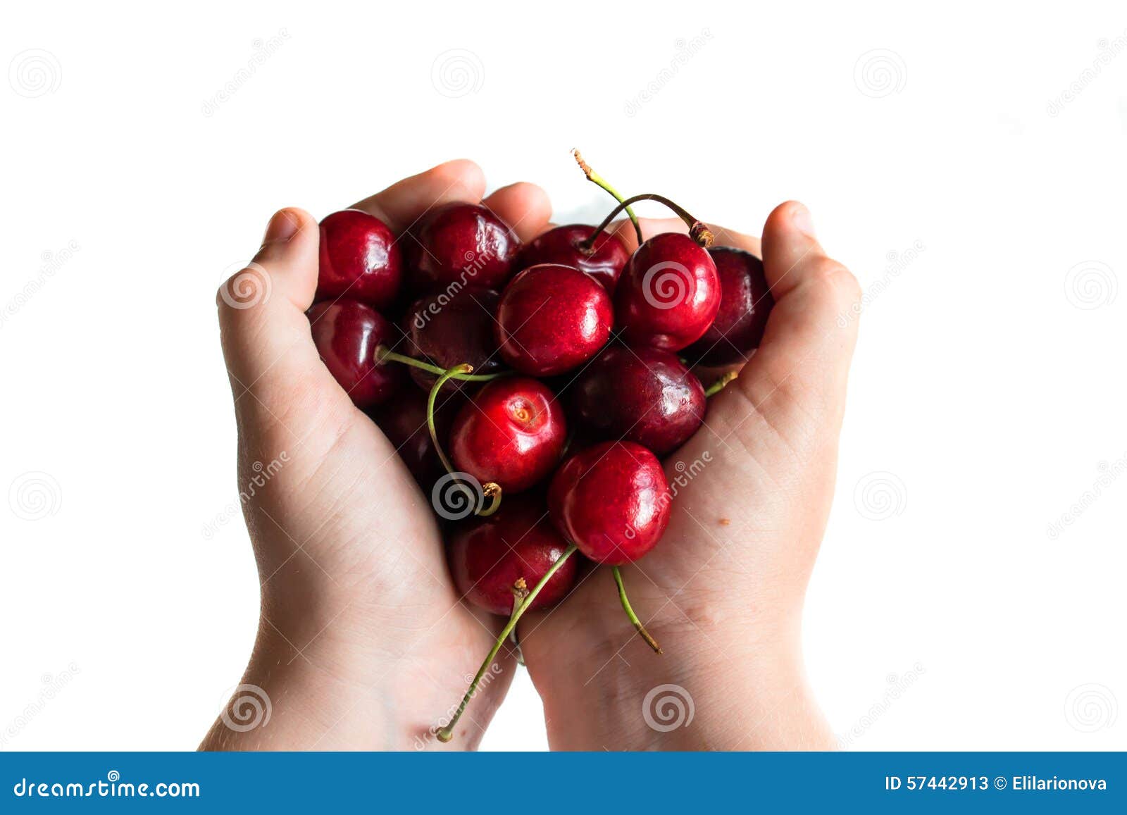 Children S Hands Holding Cherries. Stock Image Image of cherries