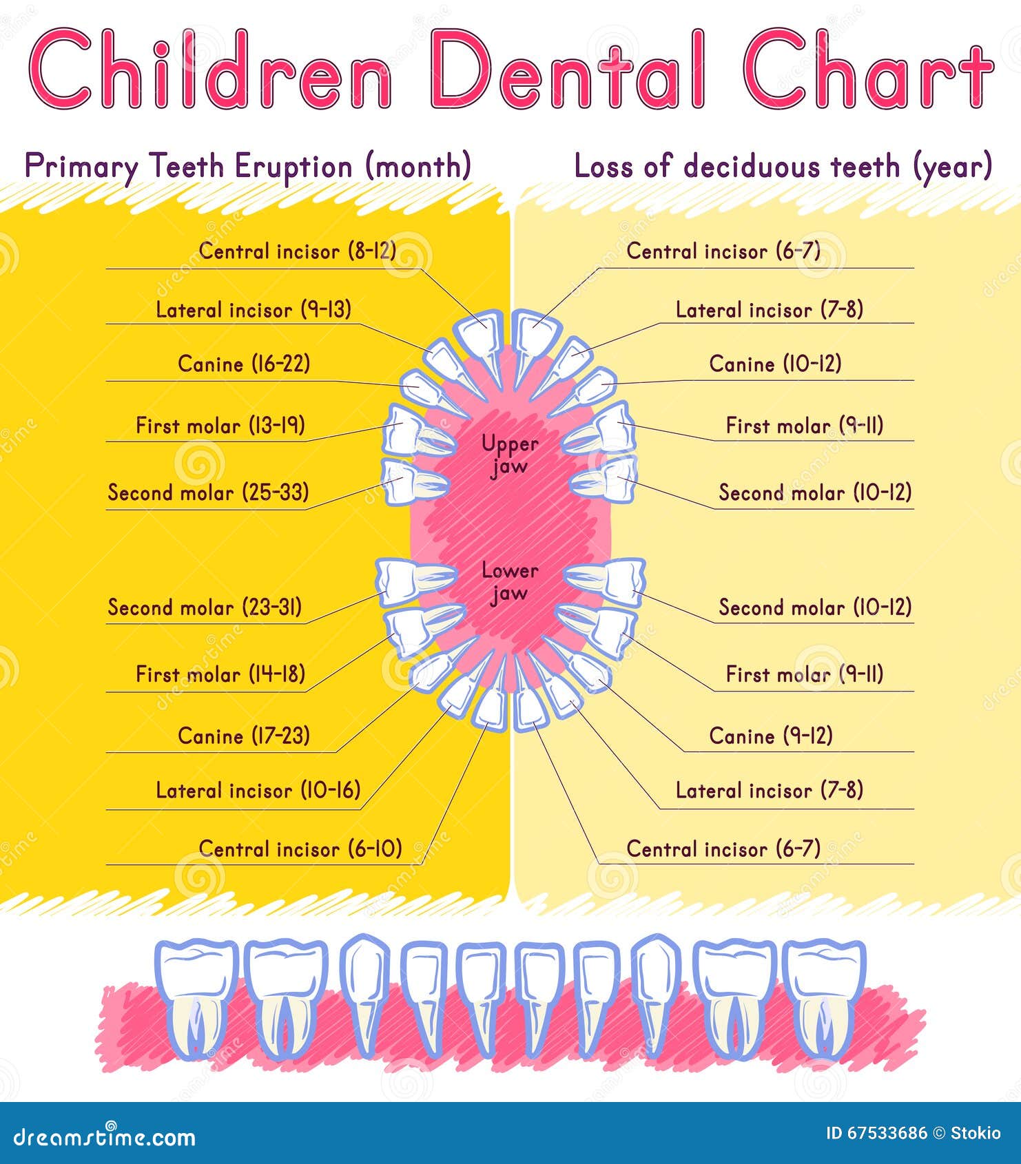Pediatric Dental Chart