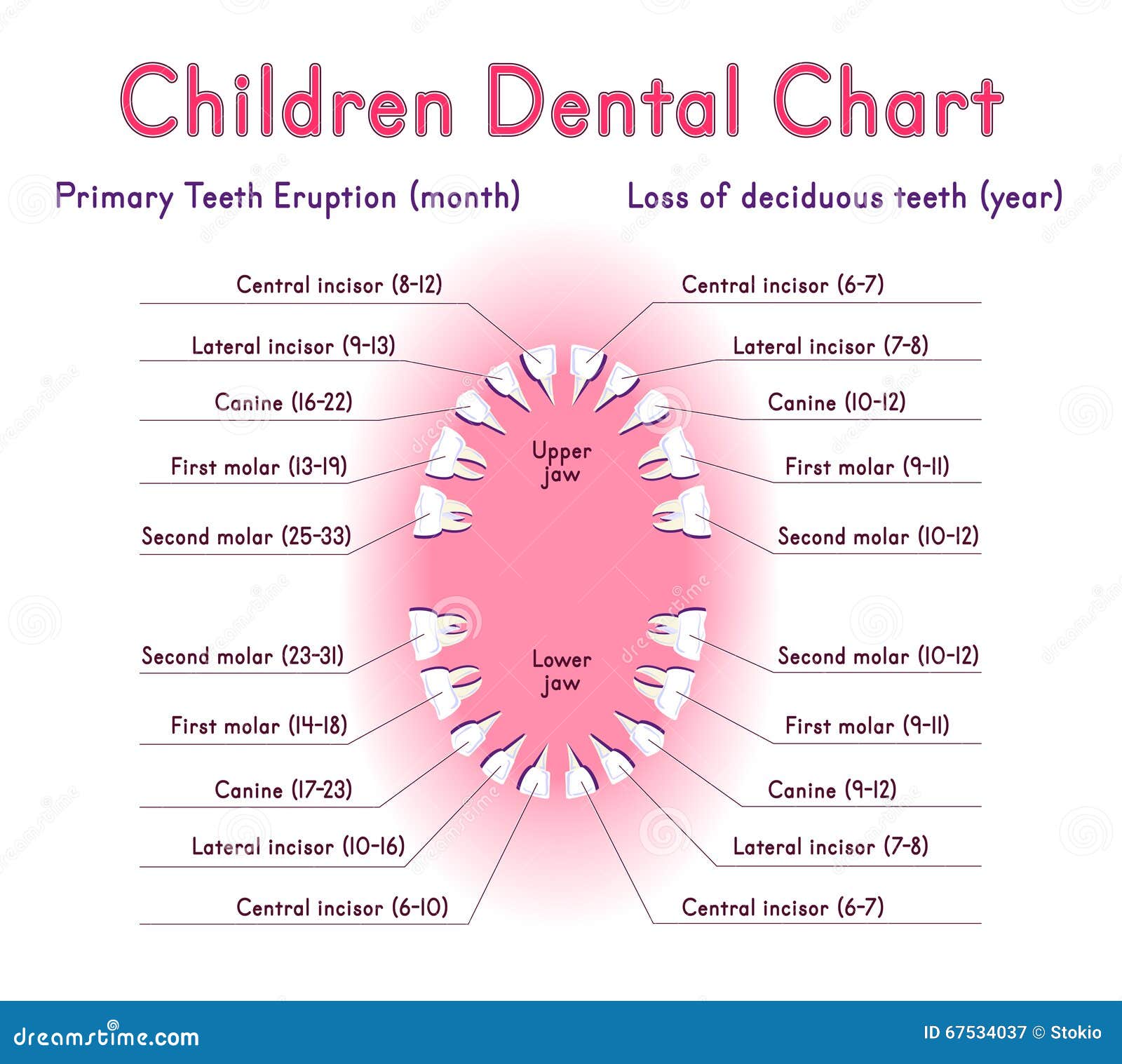 21 Fresh Tooth Loss Chart