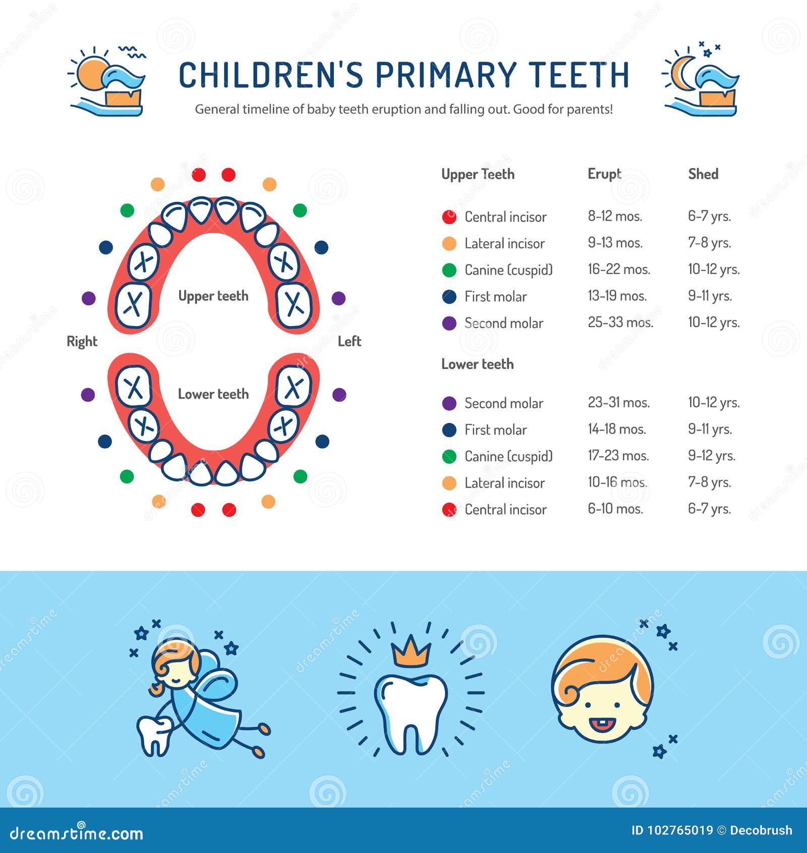 childrens primary teeth, schedule of baby teeth eruption. childrens dentistry infographics