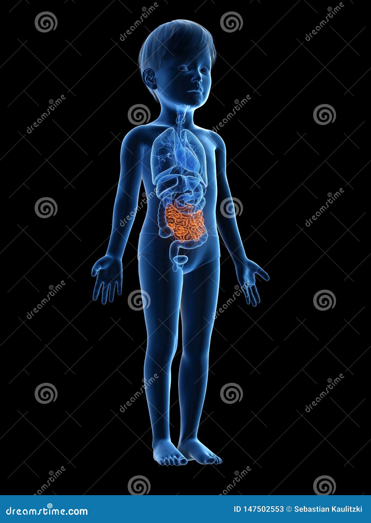 A childs small intestine stock illustration. Illustration of body ...